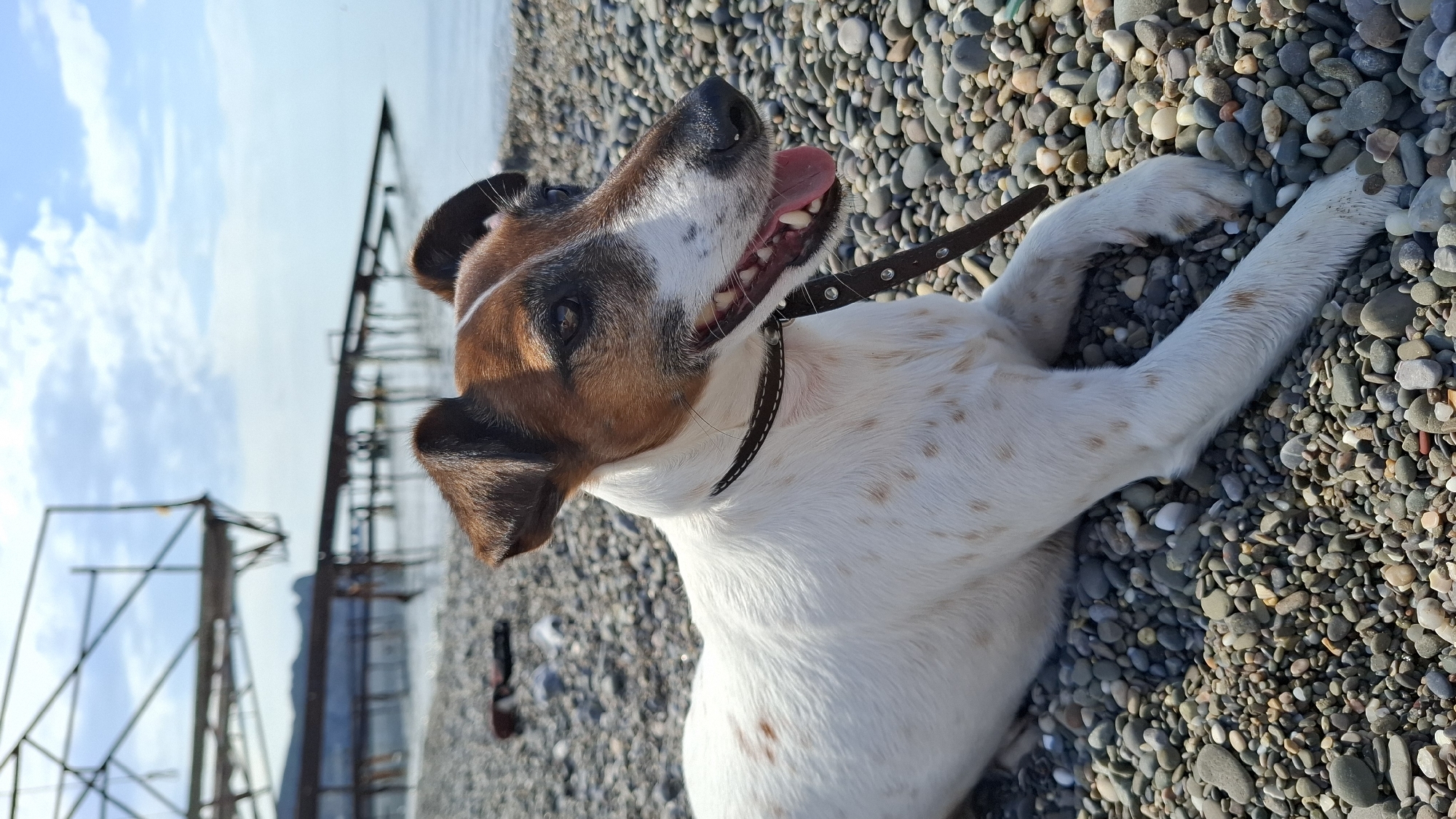 Family beach outing with Jack Russell Terrier on pebble shore
