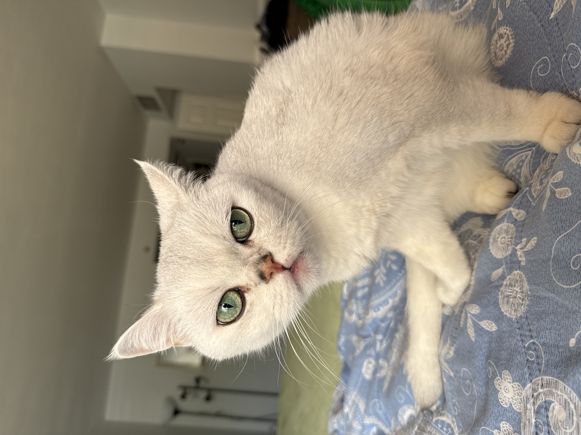 Pets at rest and classical art in Sunny Isles Beach