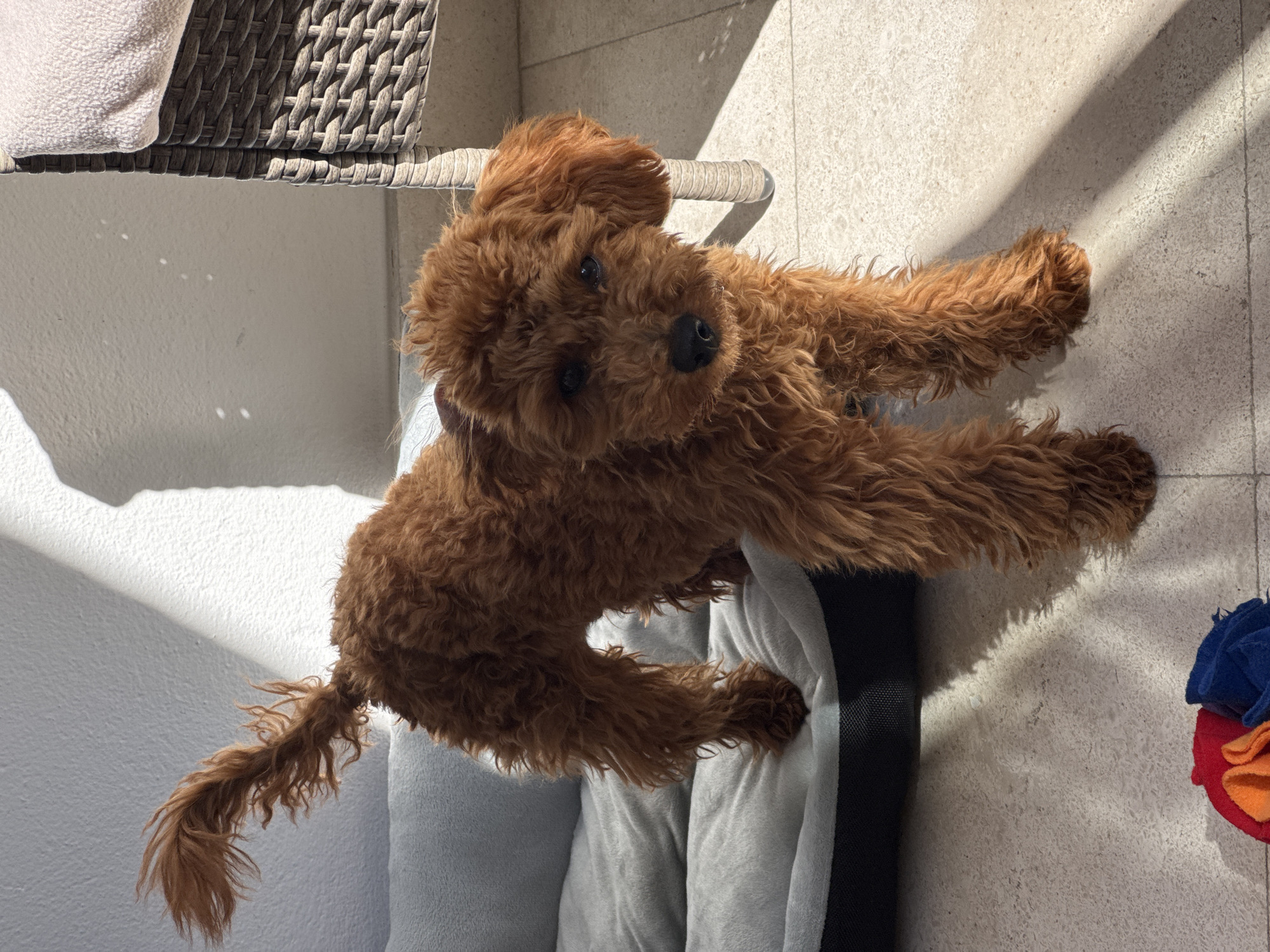 Brown poodle rests on cushioned chair in Sutomore home