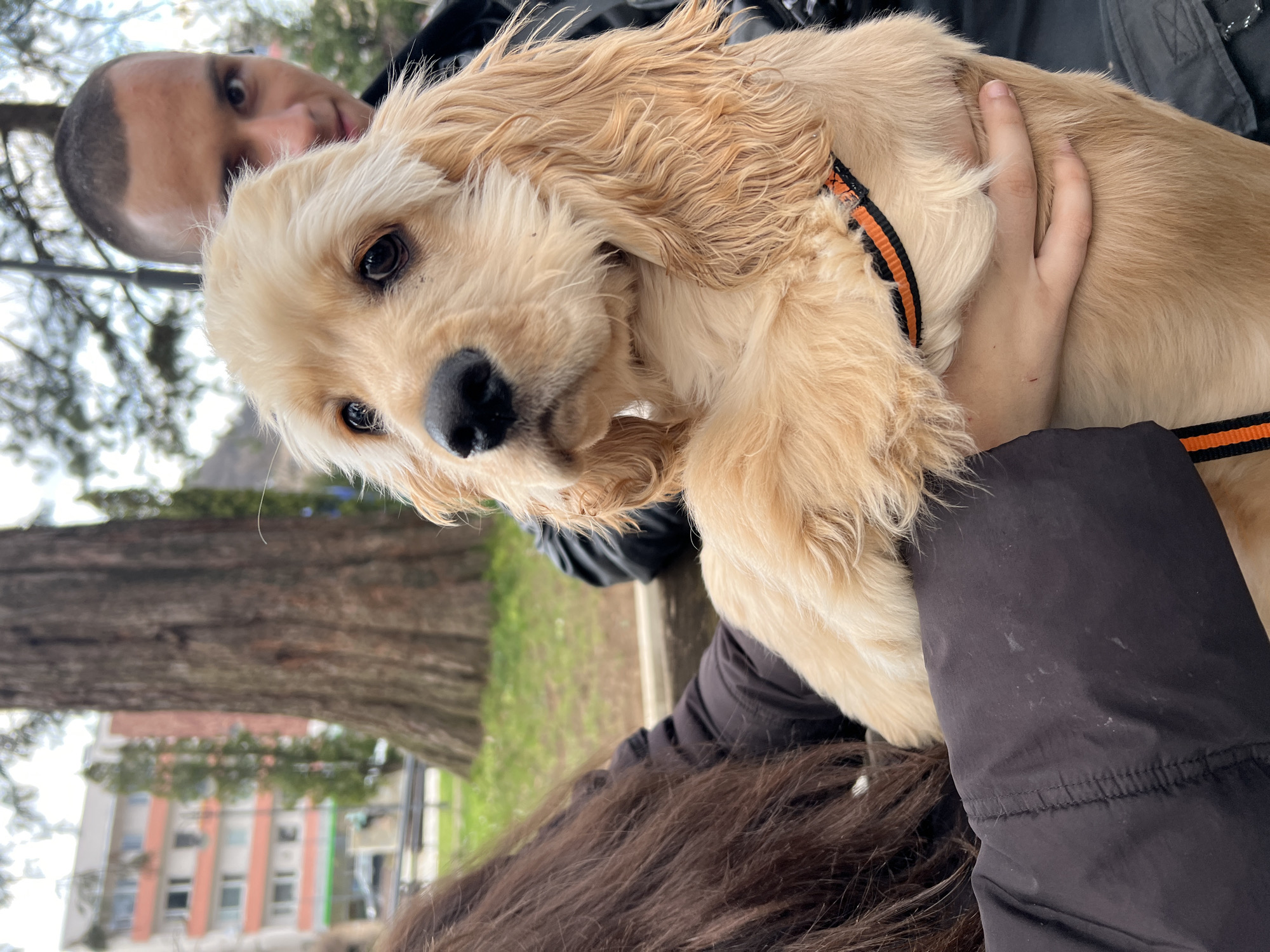 Pet owners and animals spotted around Berkovitsa, Bulgaria