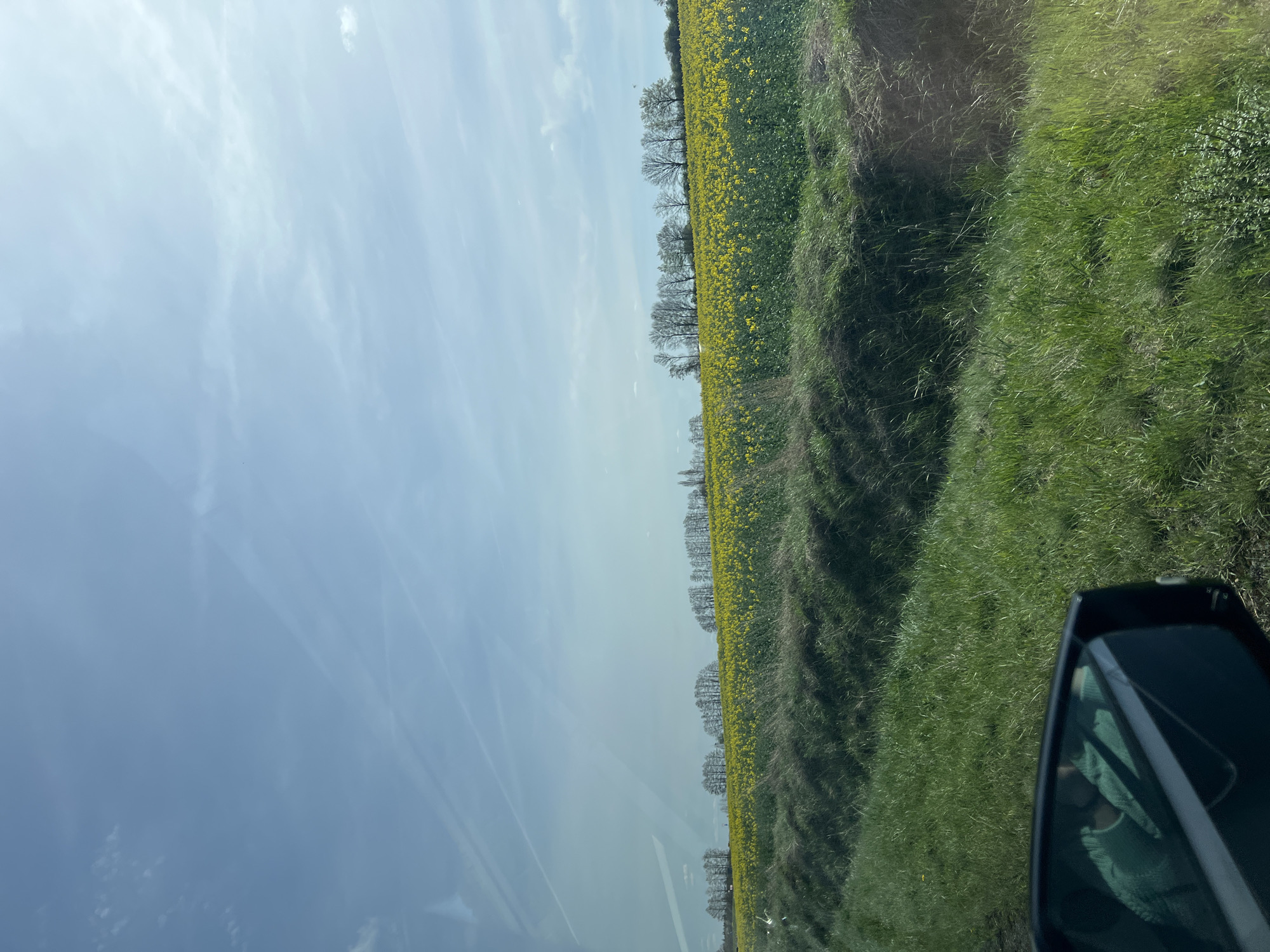Rapeseed field blooms along roadside in Vettweiß, Germany