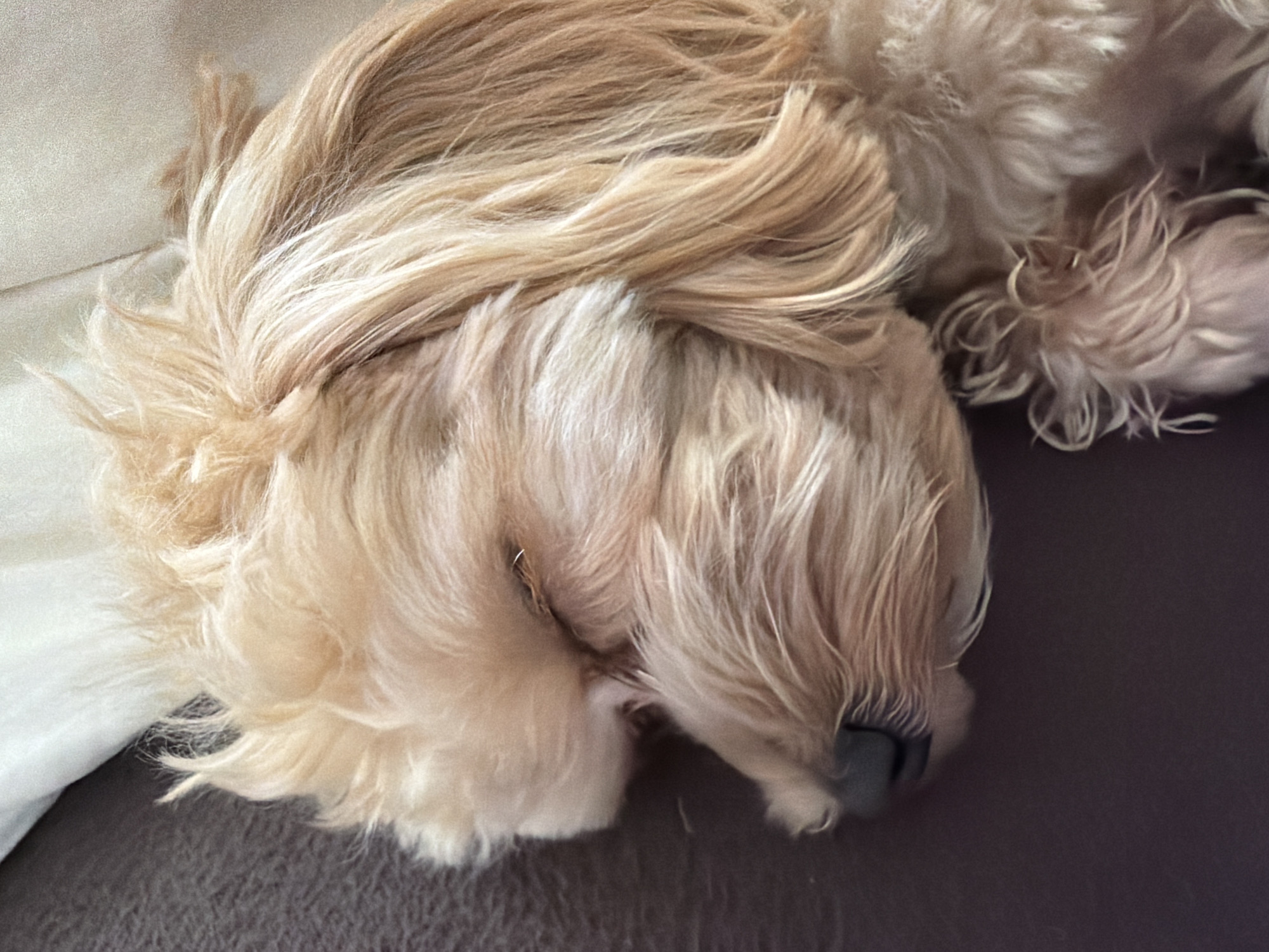 Dog photographed napping on furniture in Moscow