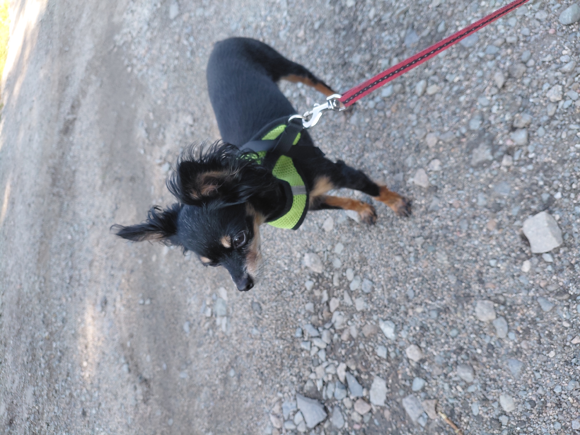 Dog walk on a gravel path in suburban Novosibirsk