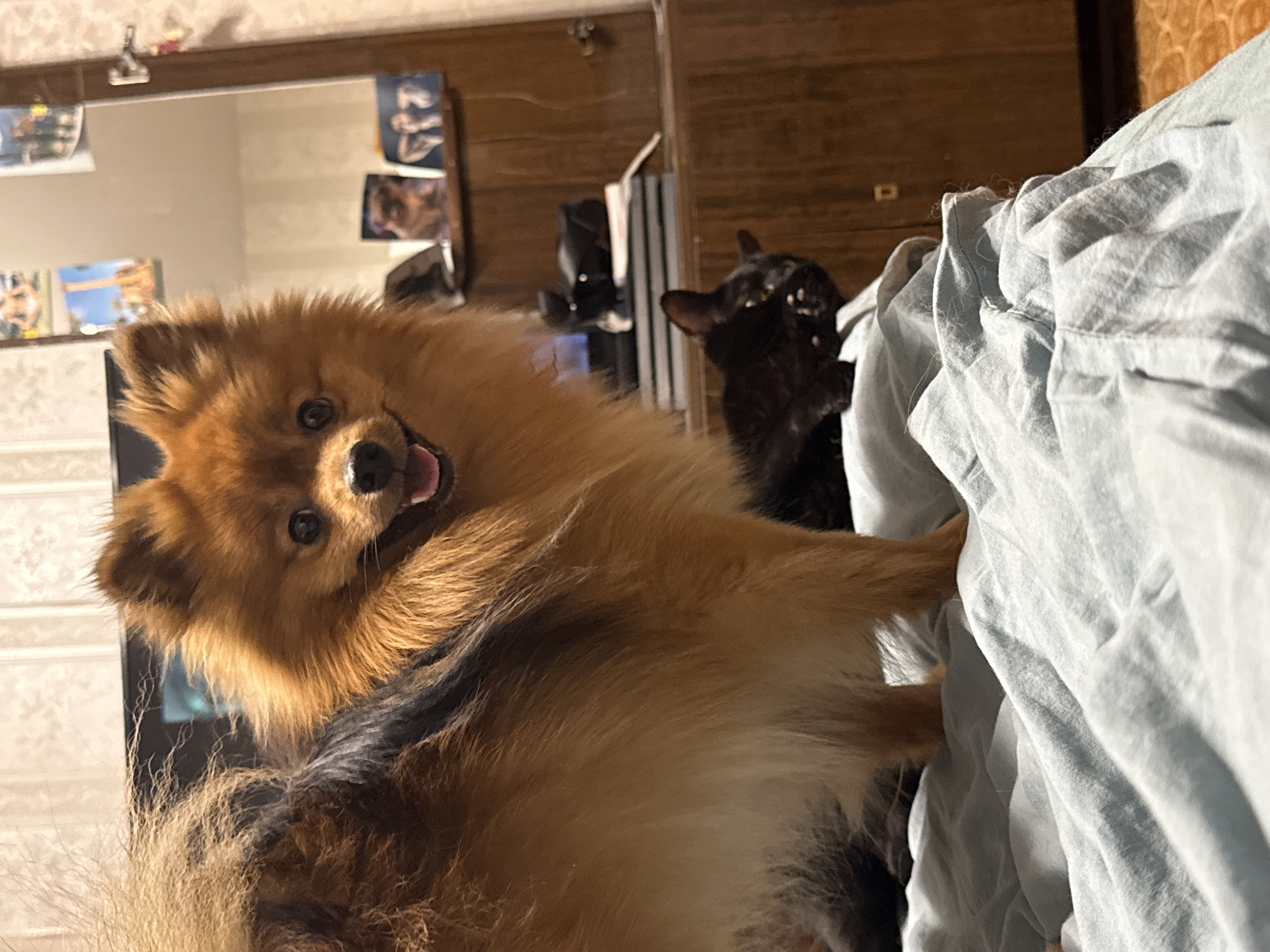 Pets photographed relaxing at home in Khimki residence