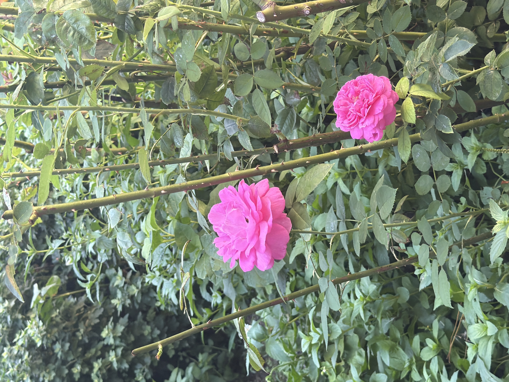 A garden in full bloom, roses and flowers throughout