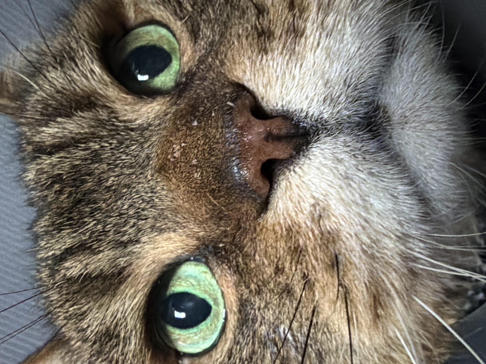 Close-up cat photograph captured in London with unusual rotation
