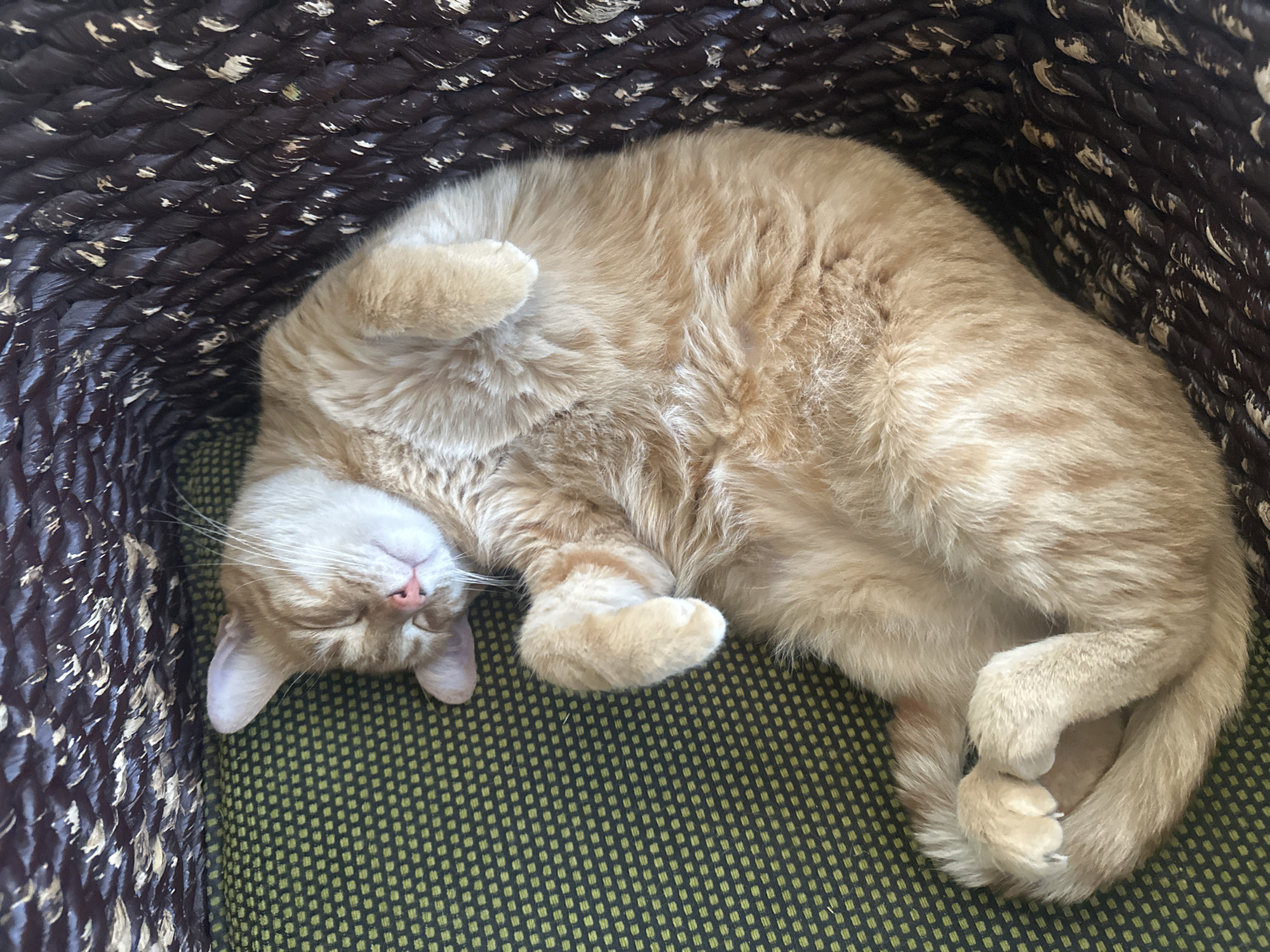 Orange tabby cat sleeps peacefully in basket, Puebla