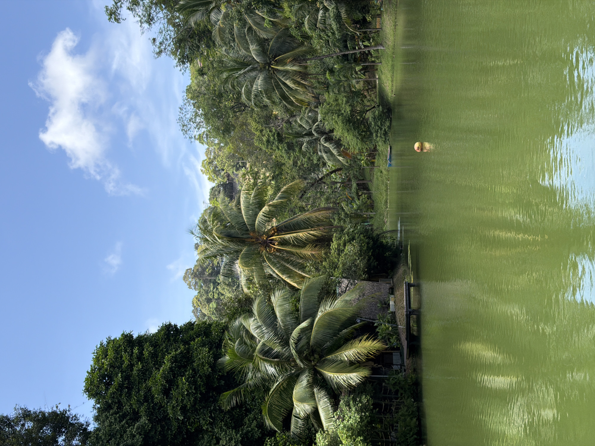 Tropical green lake viewed from a rustic open-air shelter