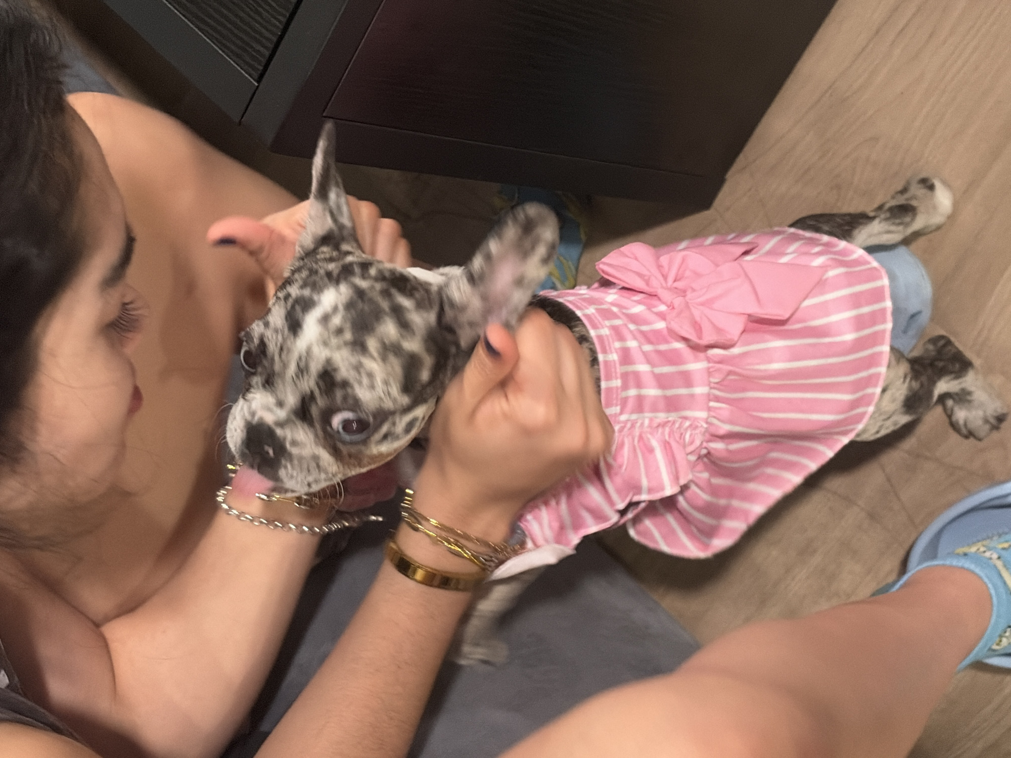 French Bulldog puppy in pink dress documented in Austin home