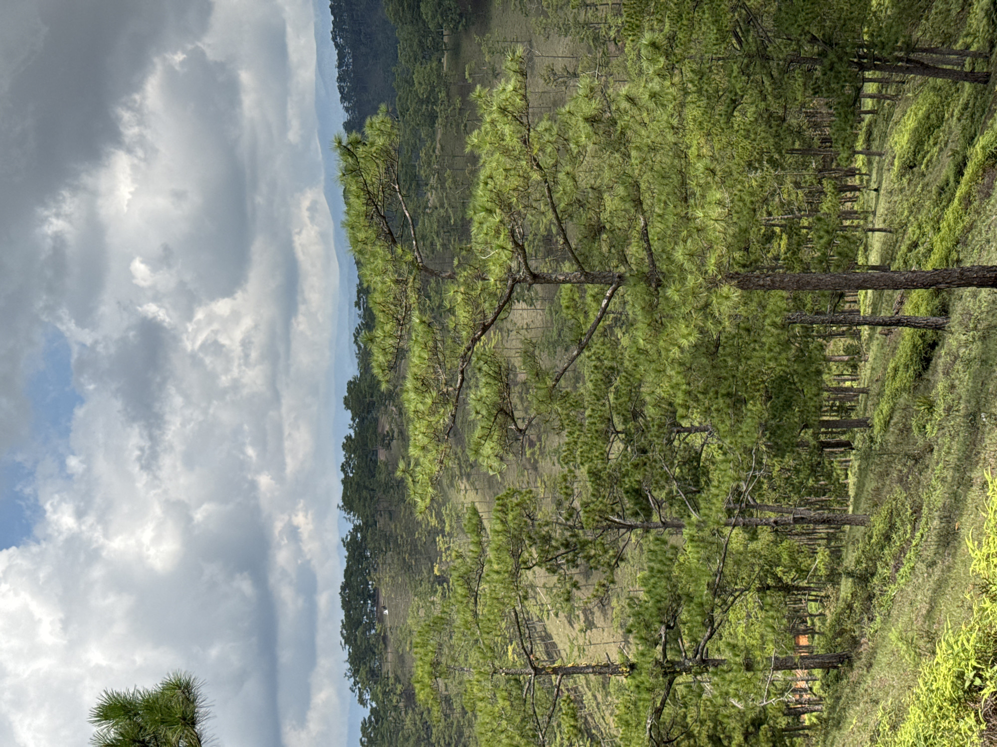 Morning landscape documentation across Lạc Dương's pine-covered hills
