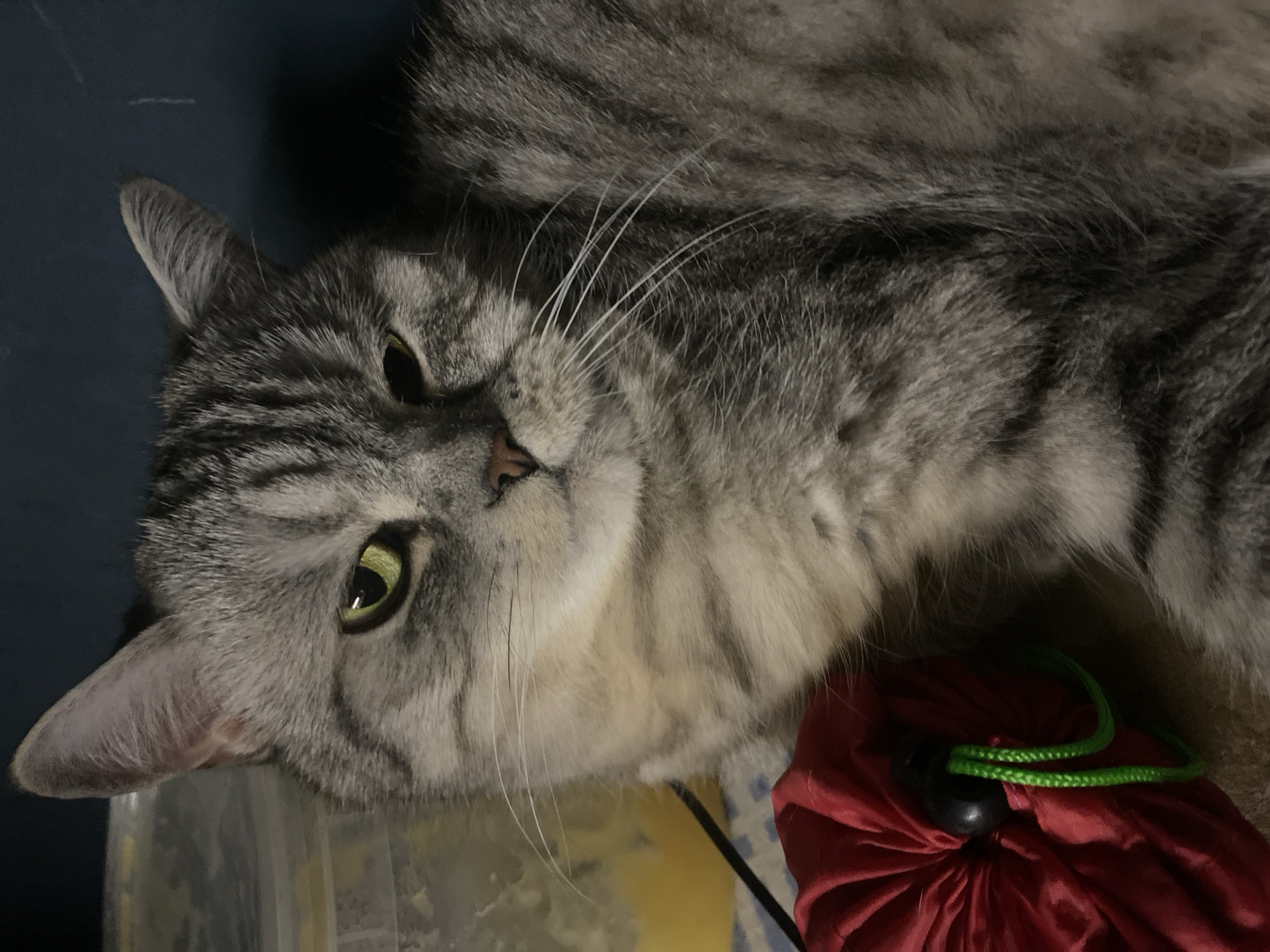 Cat rests at home while child plays with educational cards
