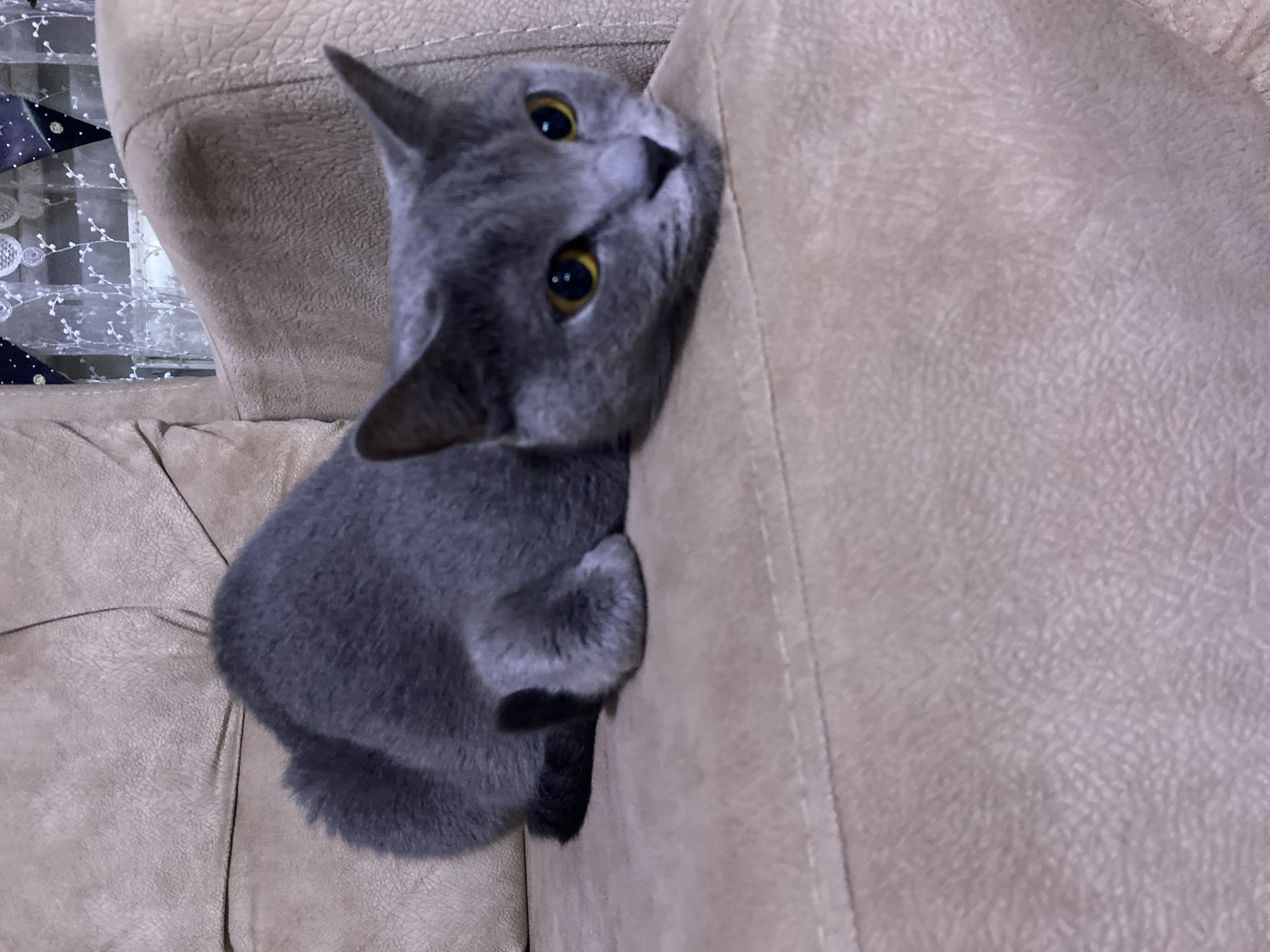 Grey cat lounging on a tan couch in Kocasinan