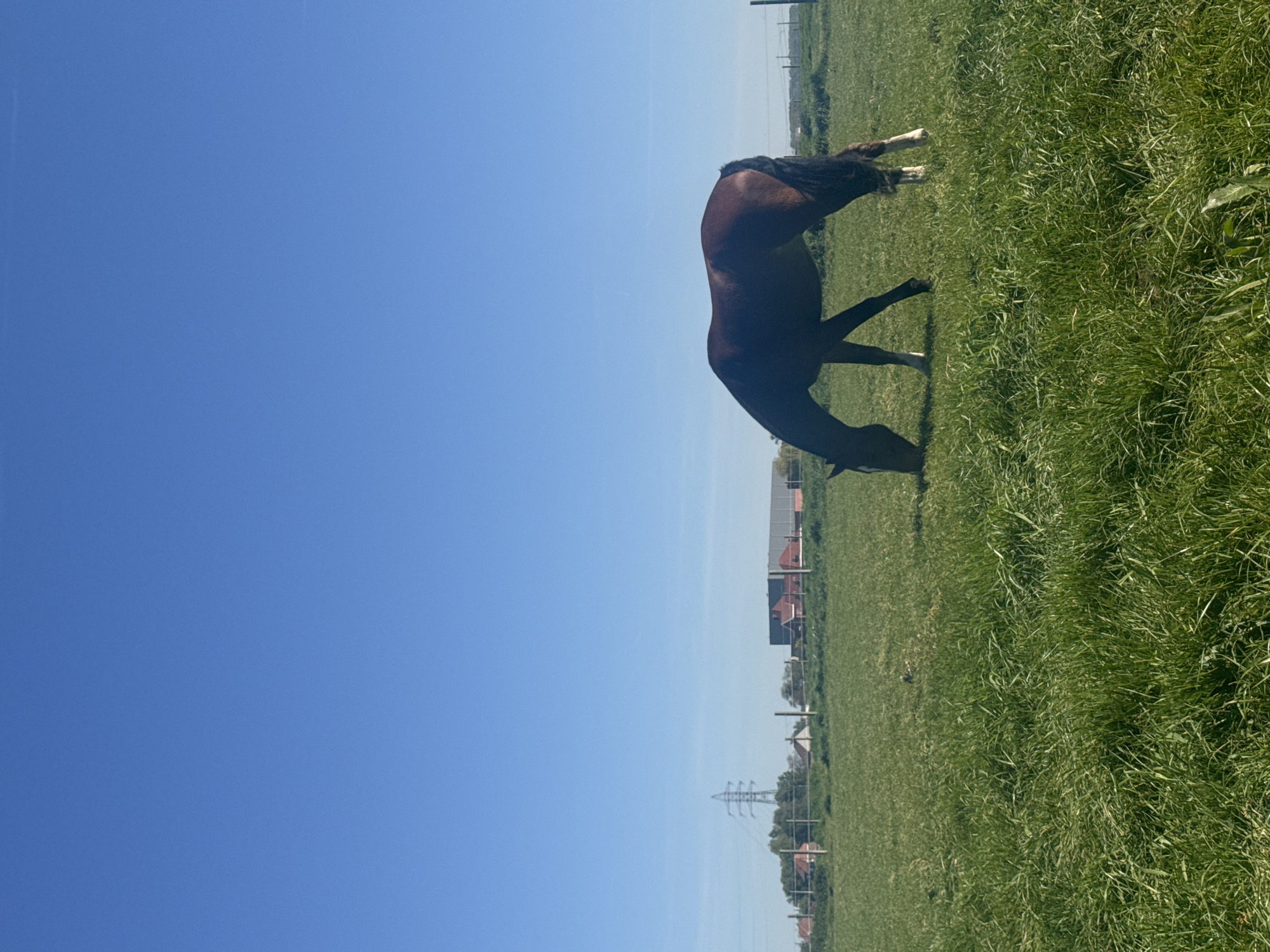 Horses graze peacefully in Belgian countryside pasture