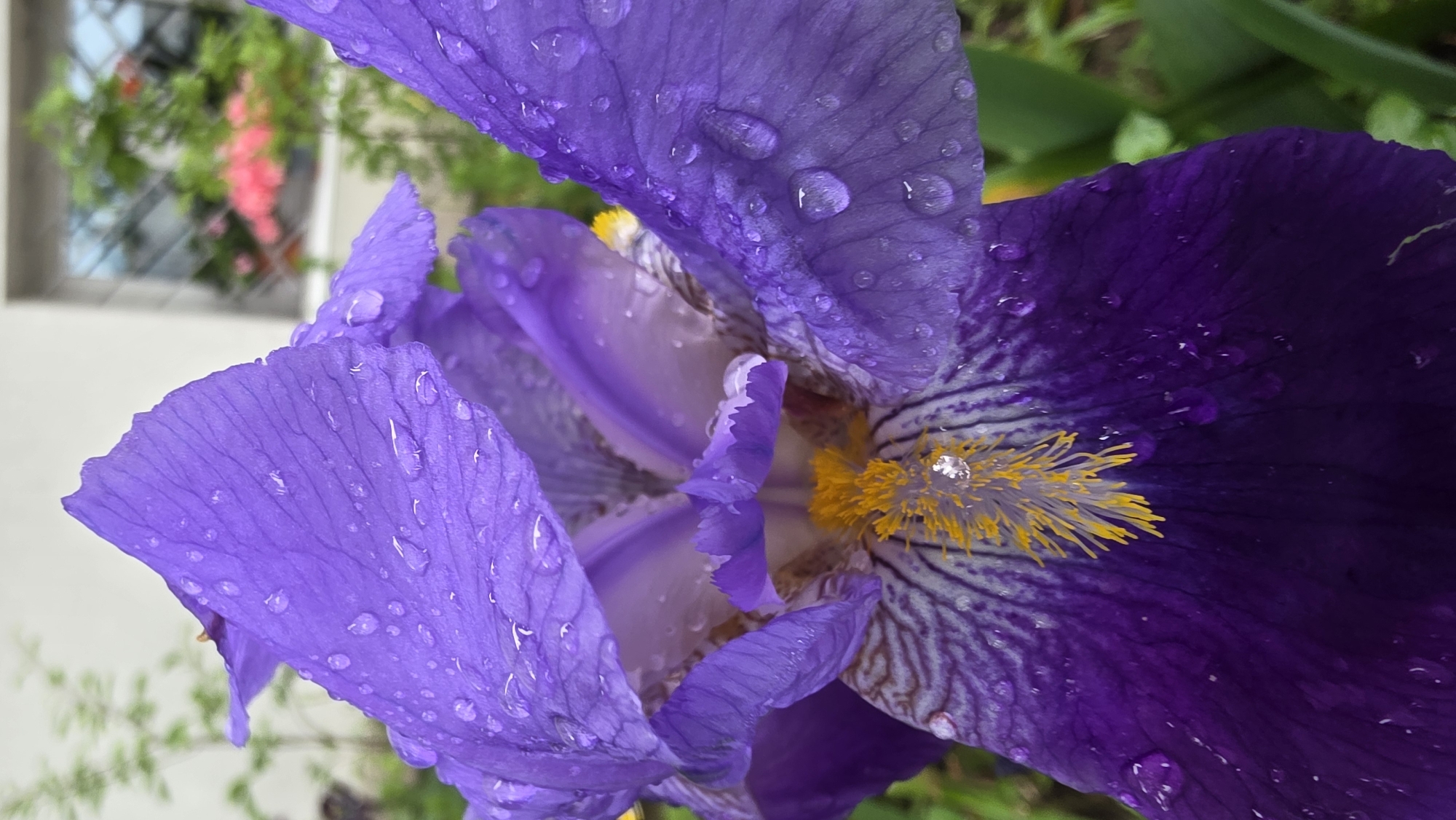 Rainy afternoon moments captured across Blagoevgrad, Bulgaria streets