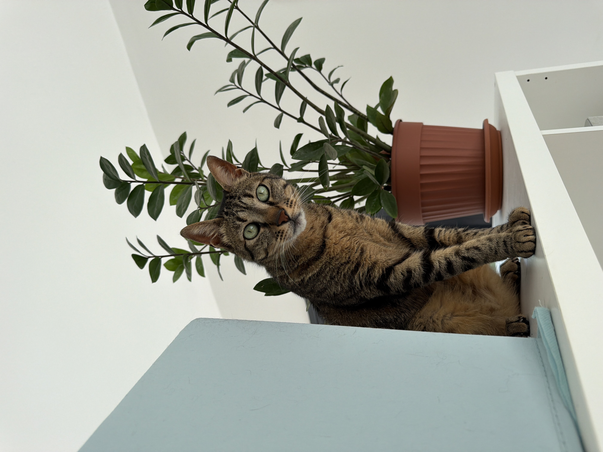 Cat naps in morning sunlight in Bat Yam home