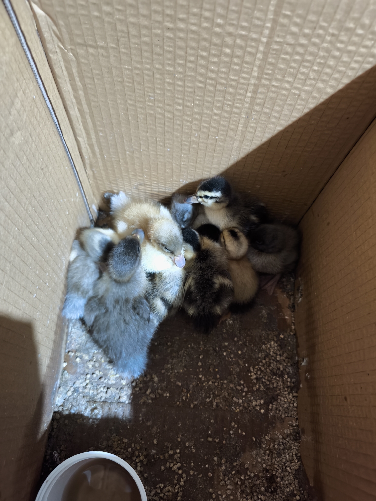 Ducklings and dog documented in rural Bulgarian village