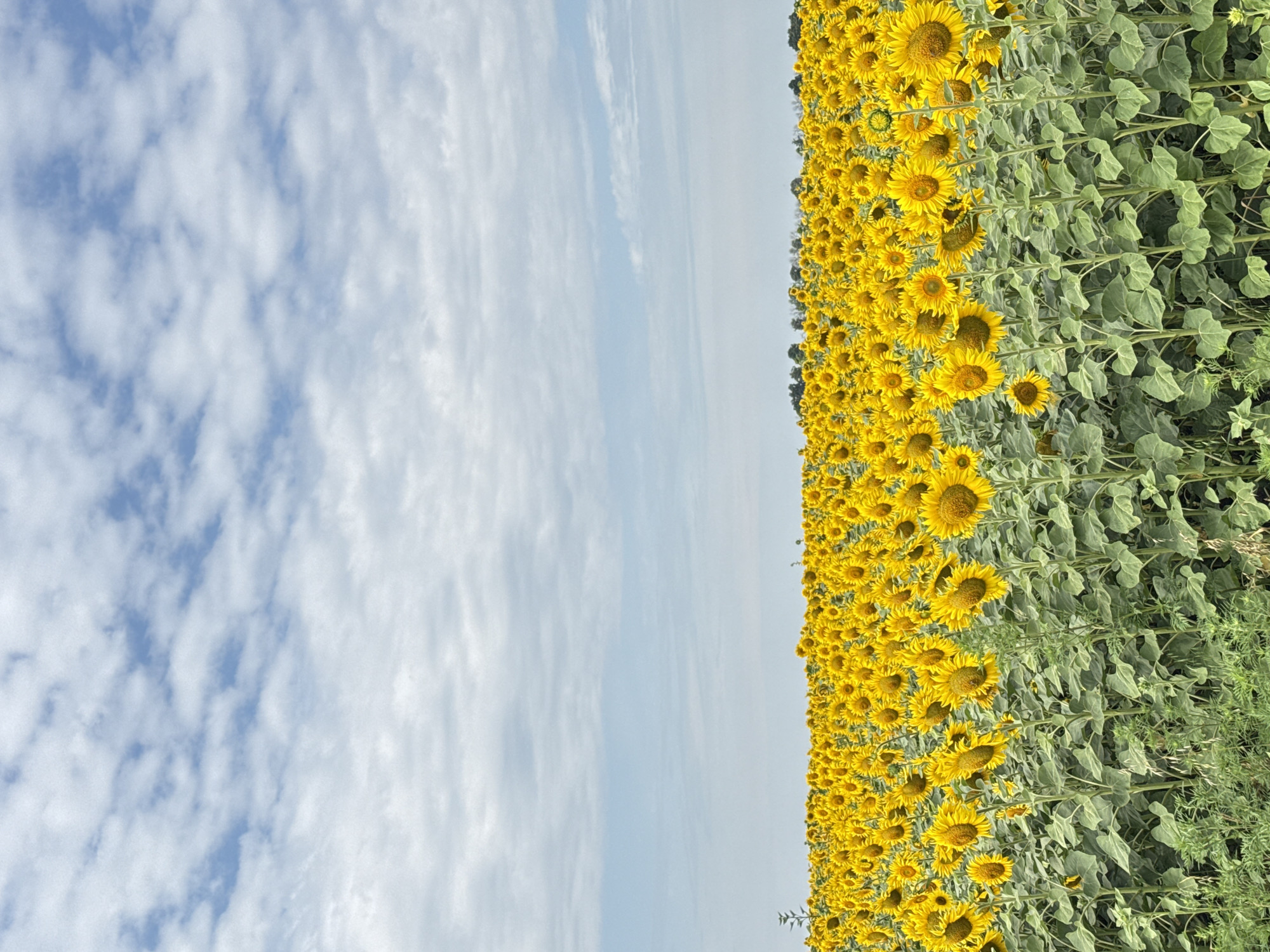 Sunflowers in full bloom stretch to the horizon in Ukraine