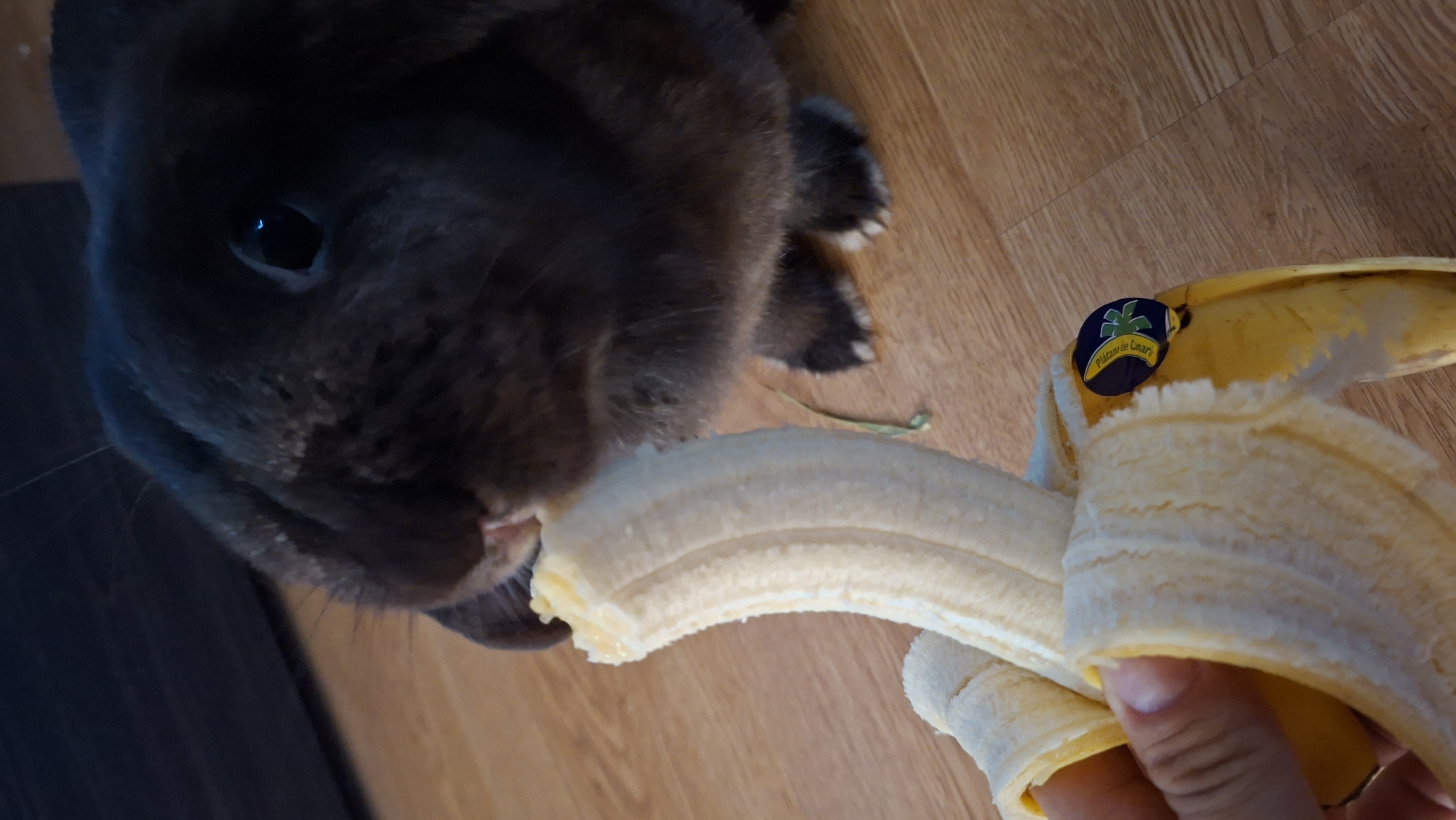 Rabbits fed bananas in two Canary Islands locations