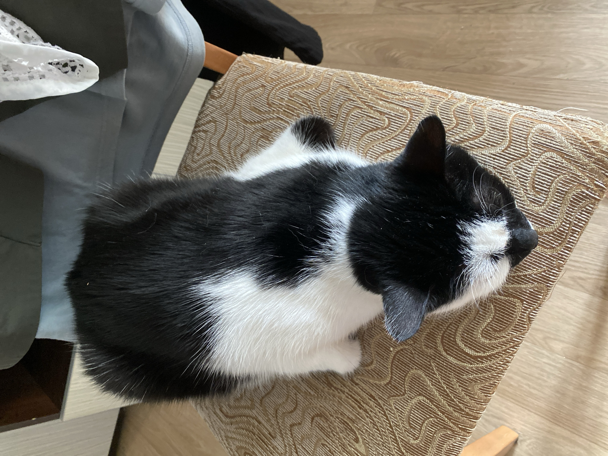 Cat lounging session on patterned chair in Protvino