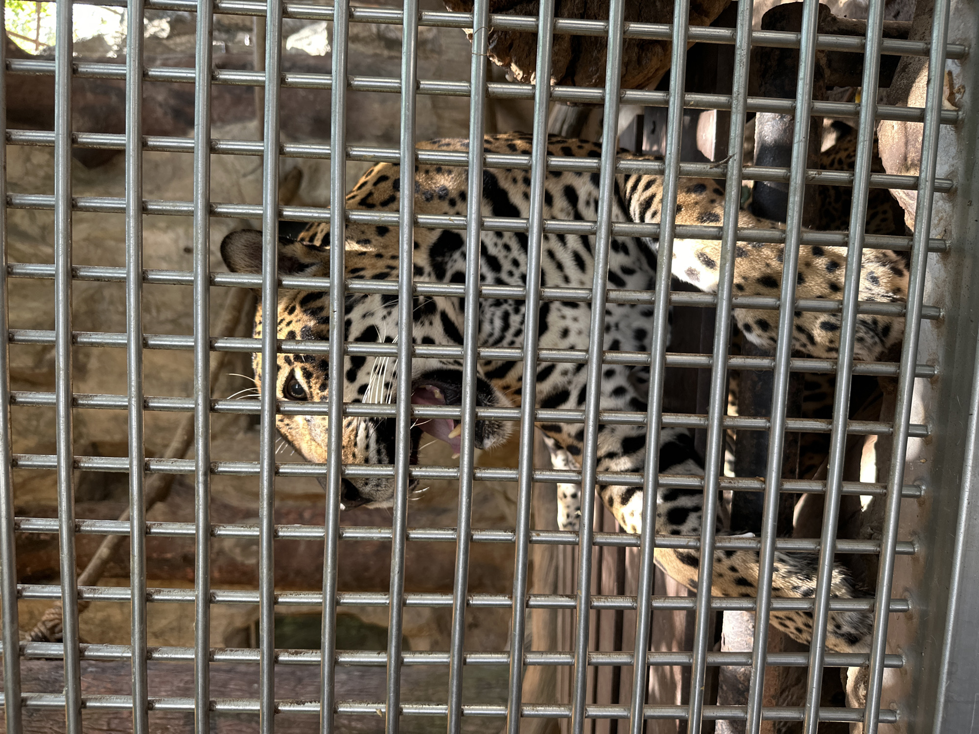 Jaguar observed in enclosure at Thailand animal facility