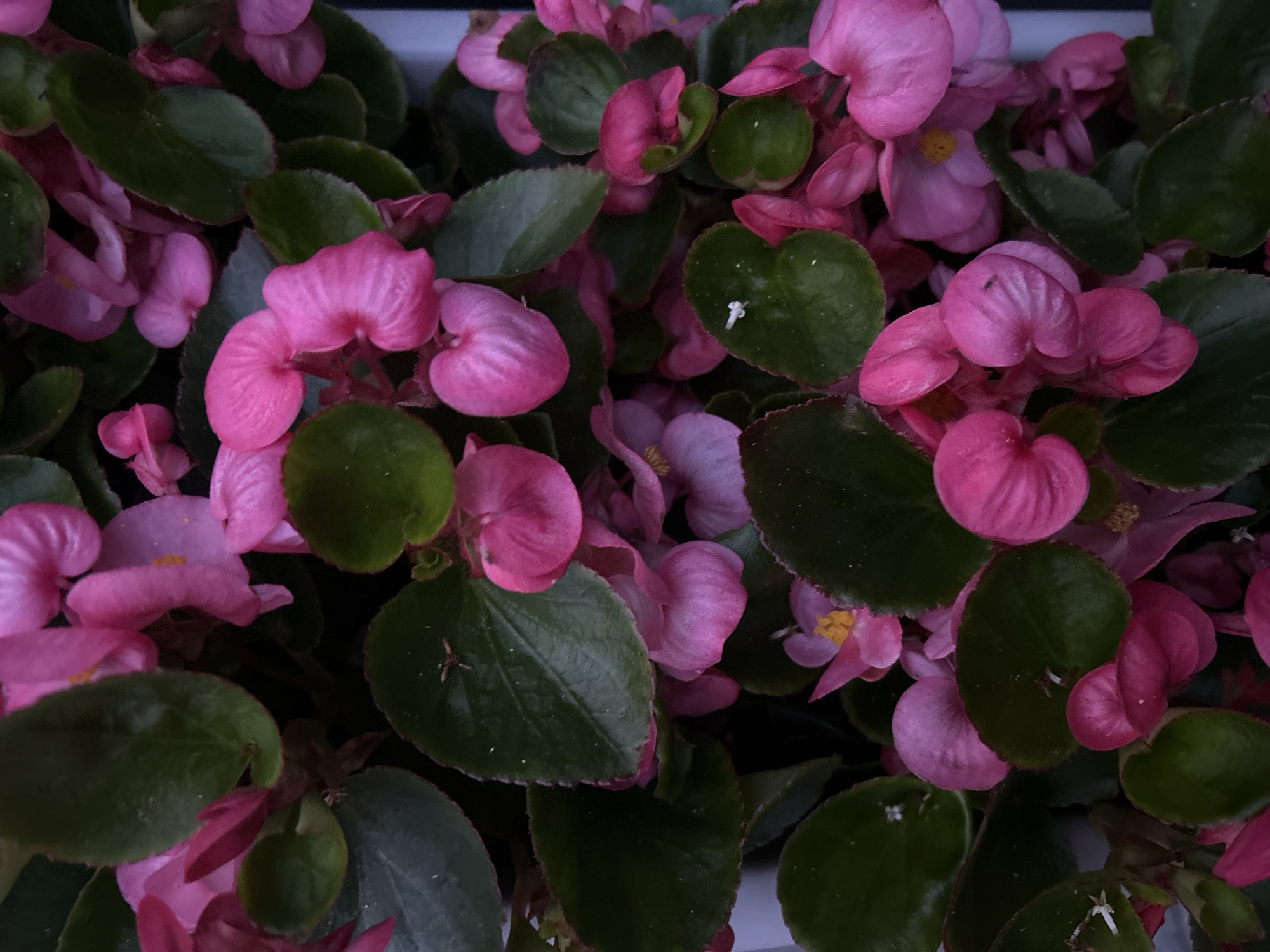 Pink begonias and netting-covered blueberries in a Limerick garden