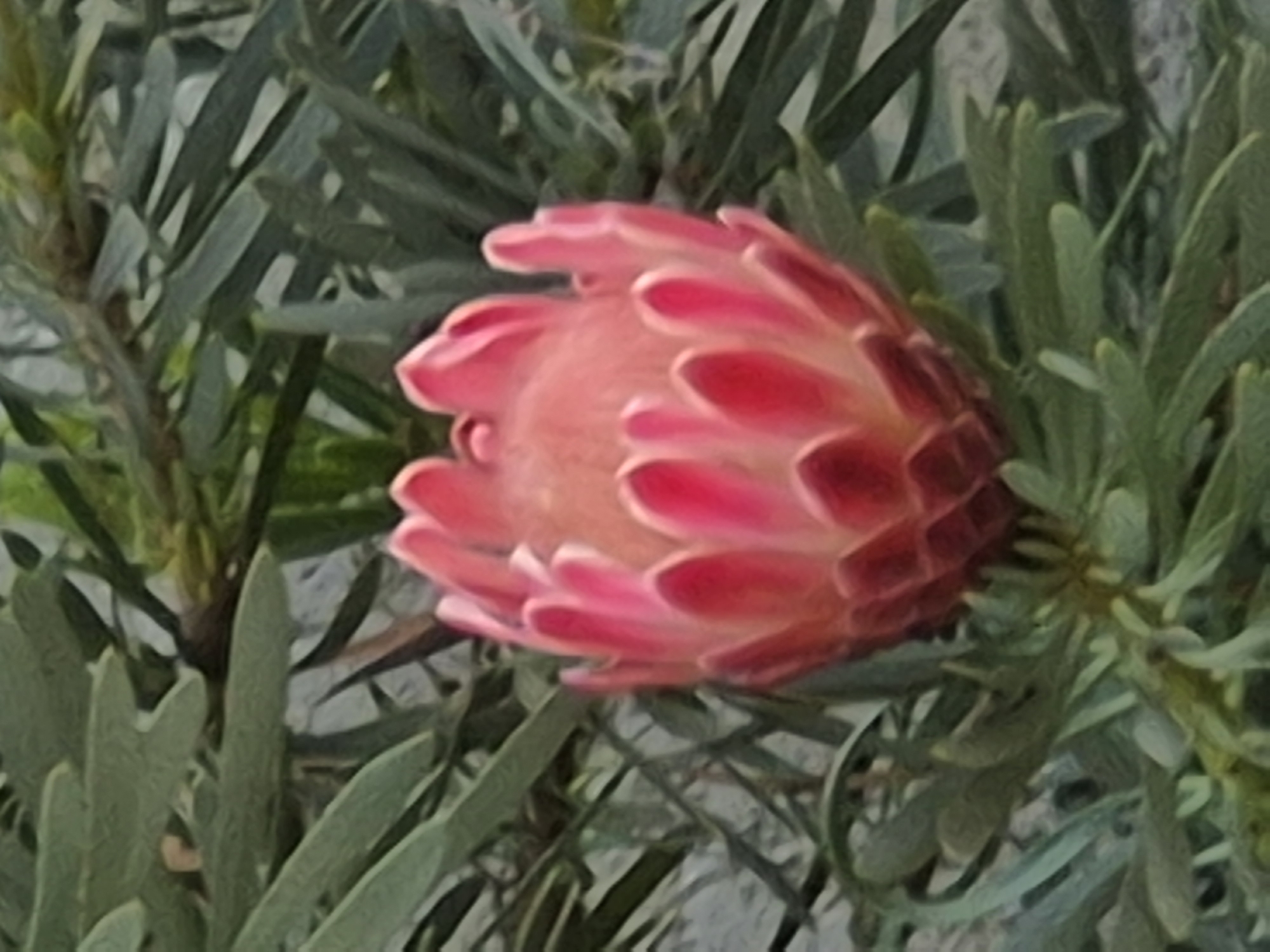 Morning glimpses of pets and gardens in Portuguese neighborhoods