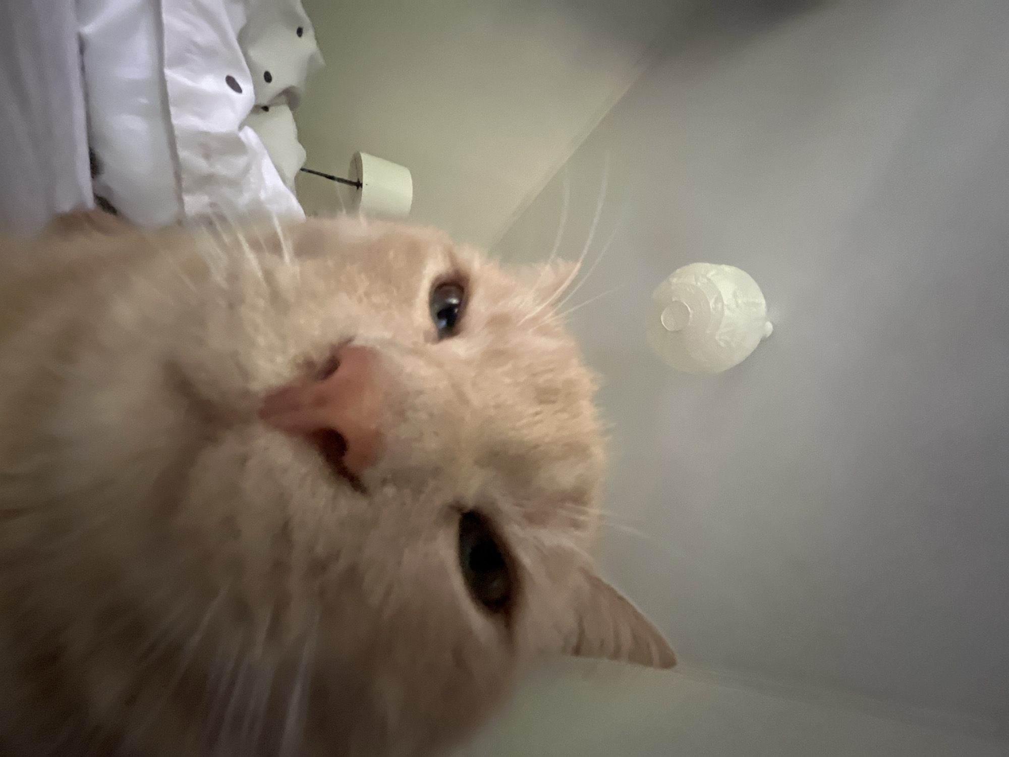 Morning cat photography session captures intimate feline portraits indoors