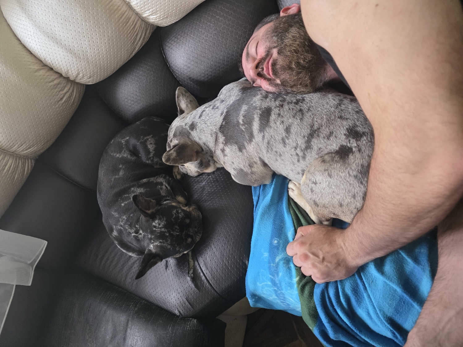 Man rests peacefully with two dogs on sofa in Dupnitsa