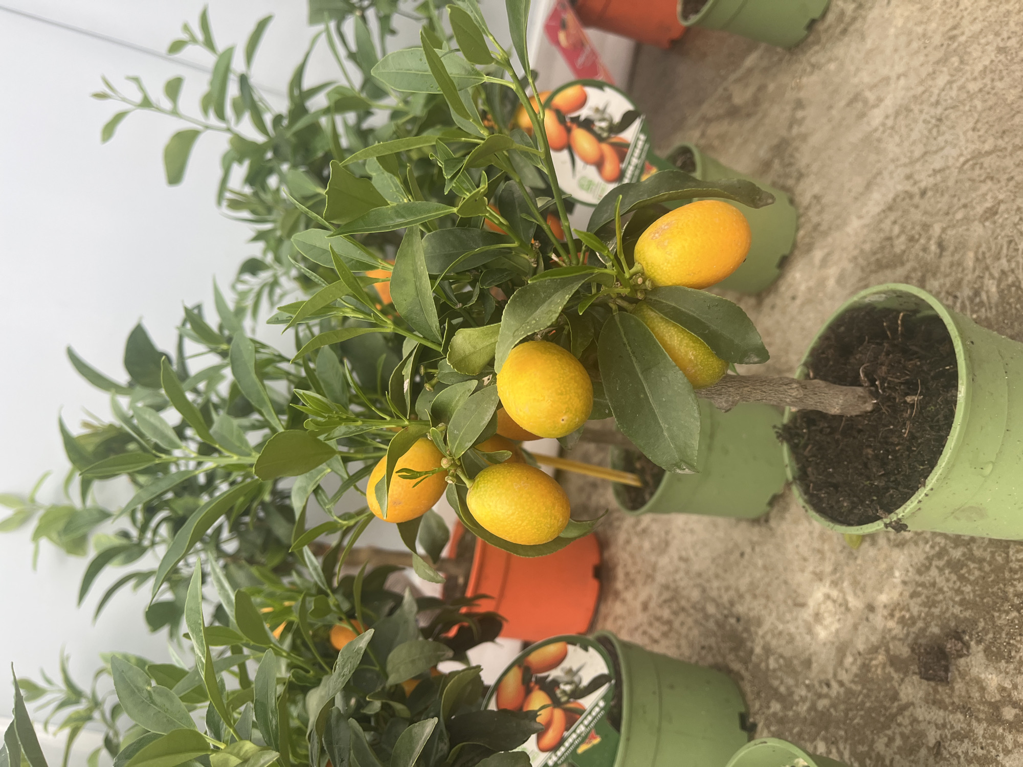 Potted kumquat trees heavy with ripe orange fruit, Struma