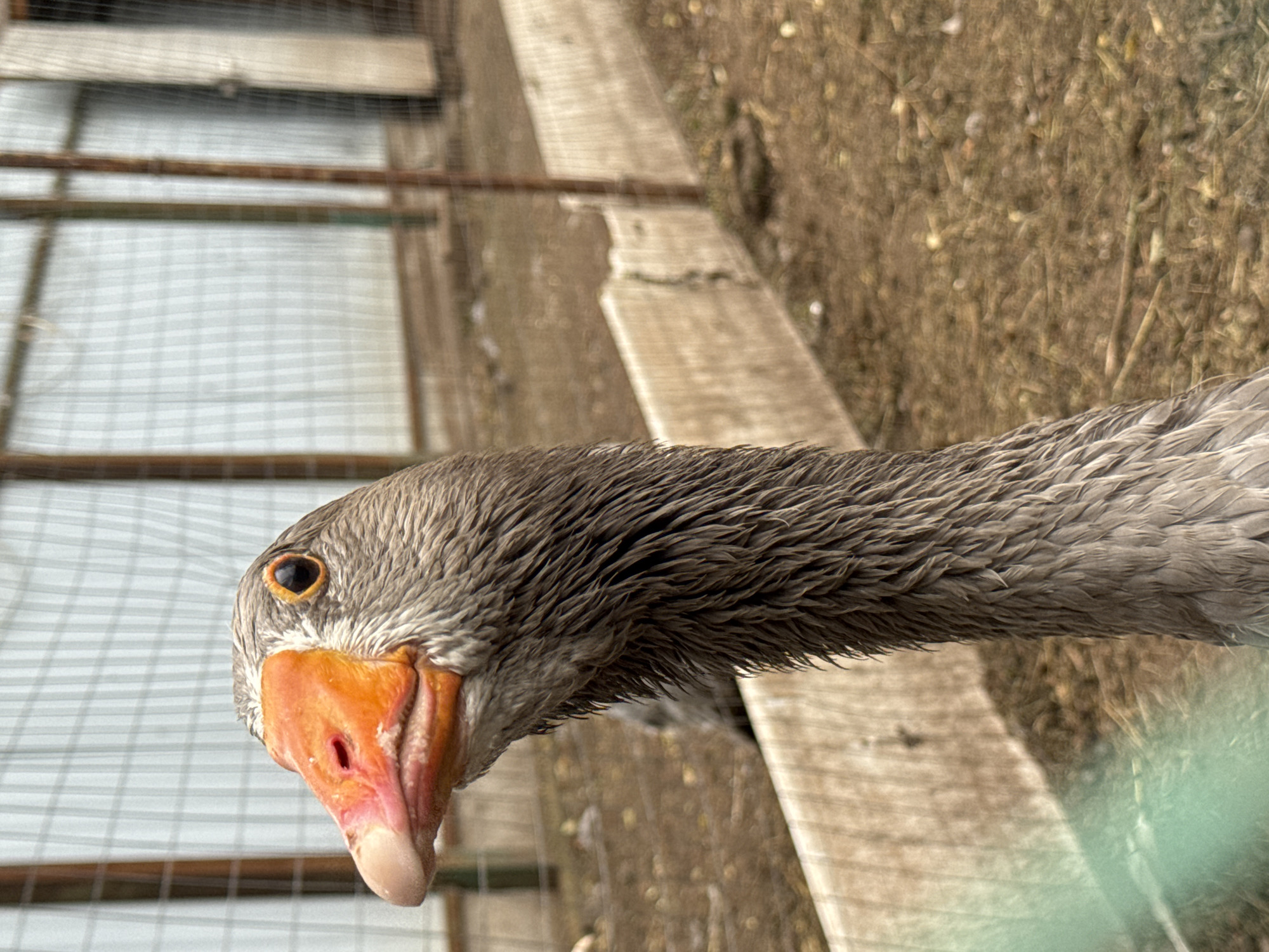 Morning at a small animal park in Chaikovsky, Russia