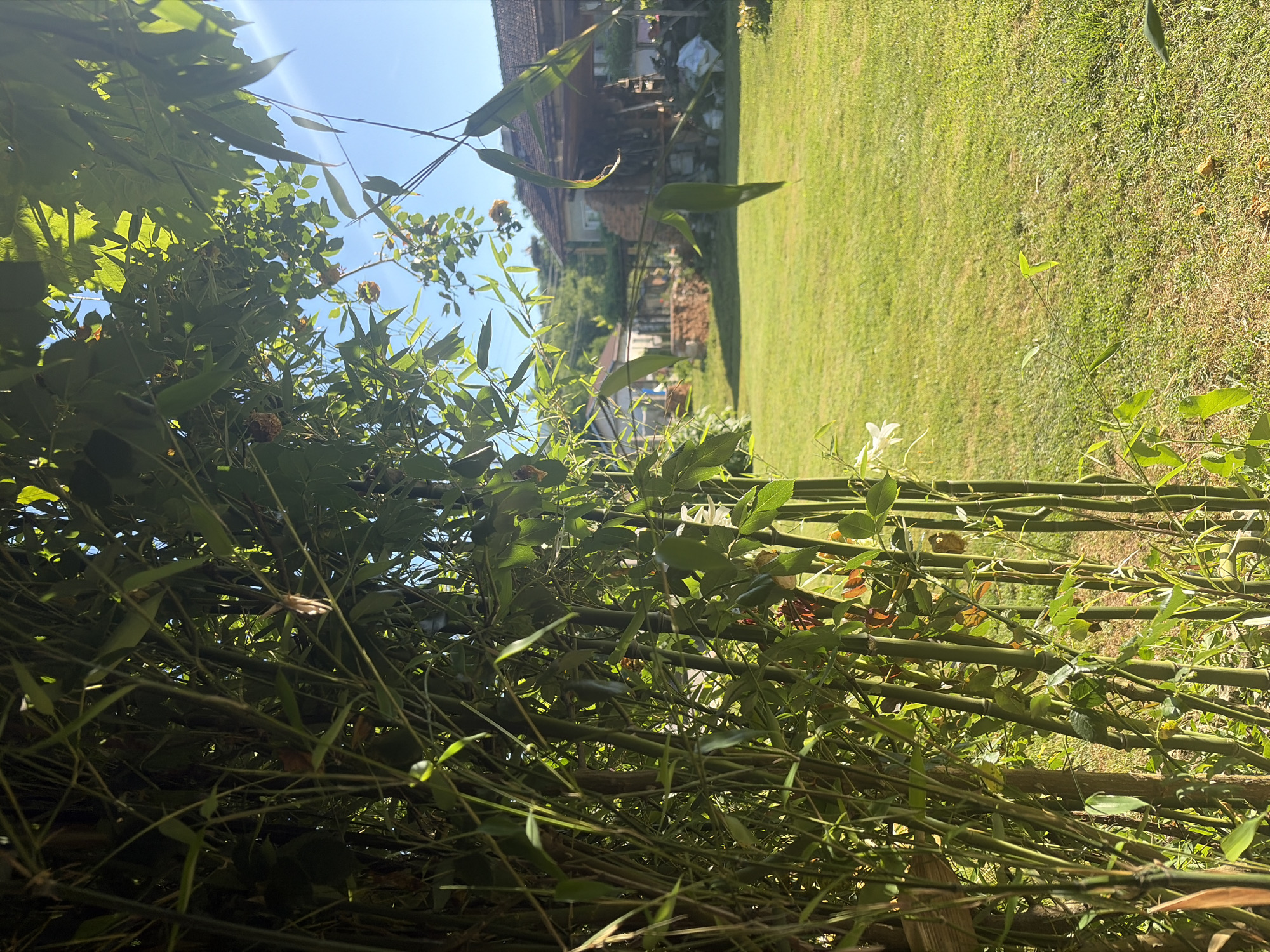Birthday party in Vlasatitsa garden with decorations and kitten