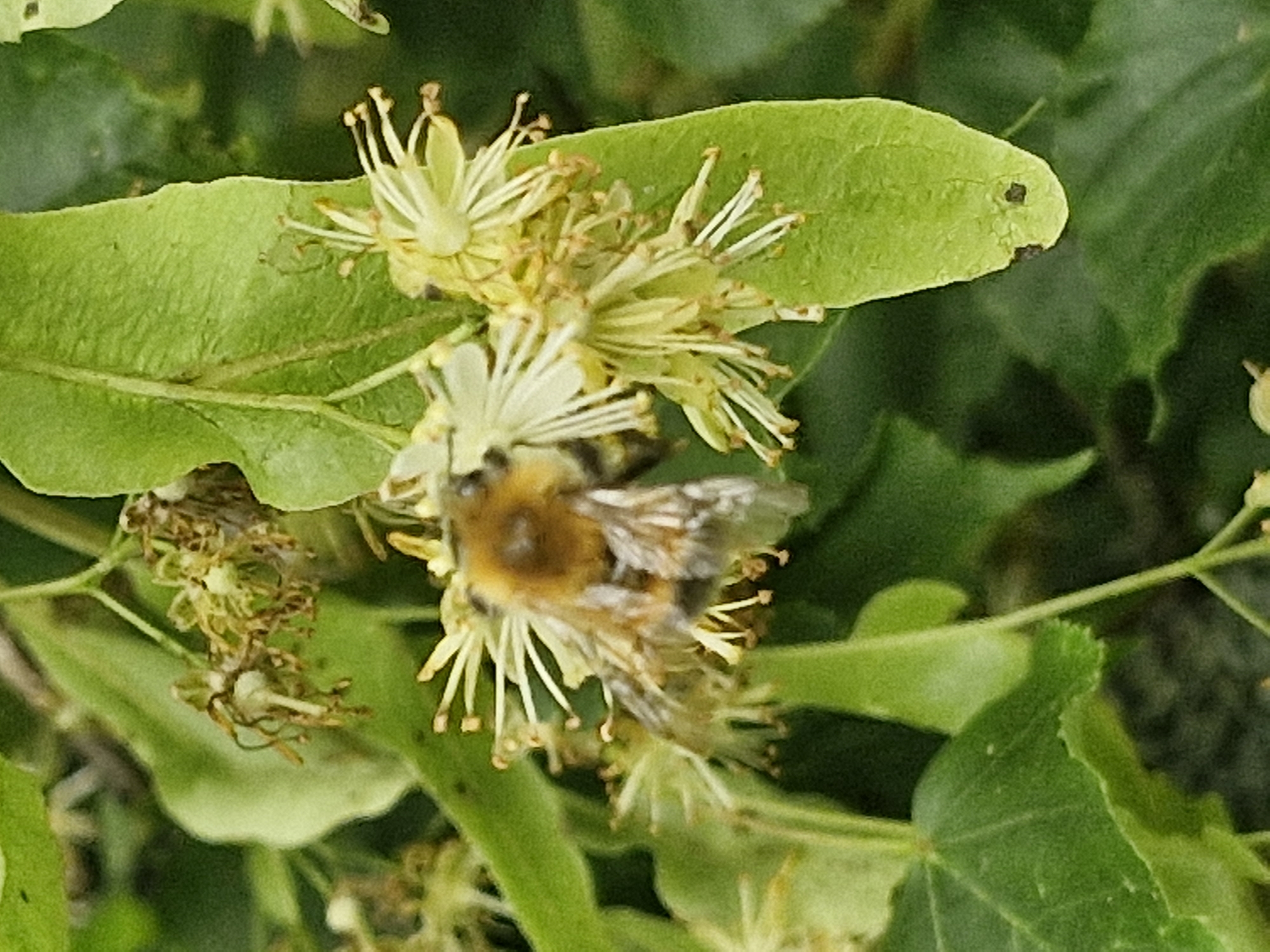 Bees and butterflies among summer blooms in Ķekava