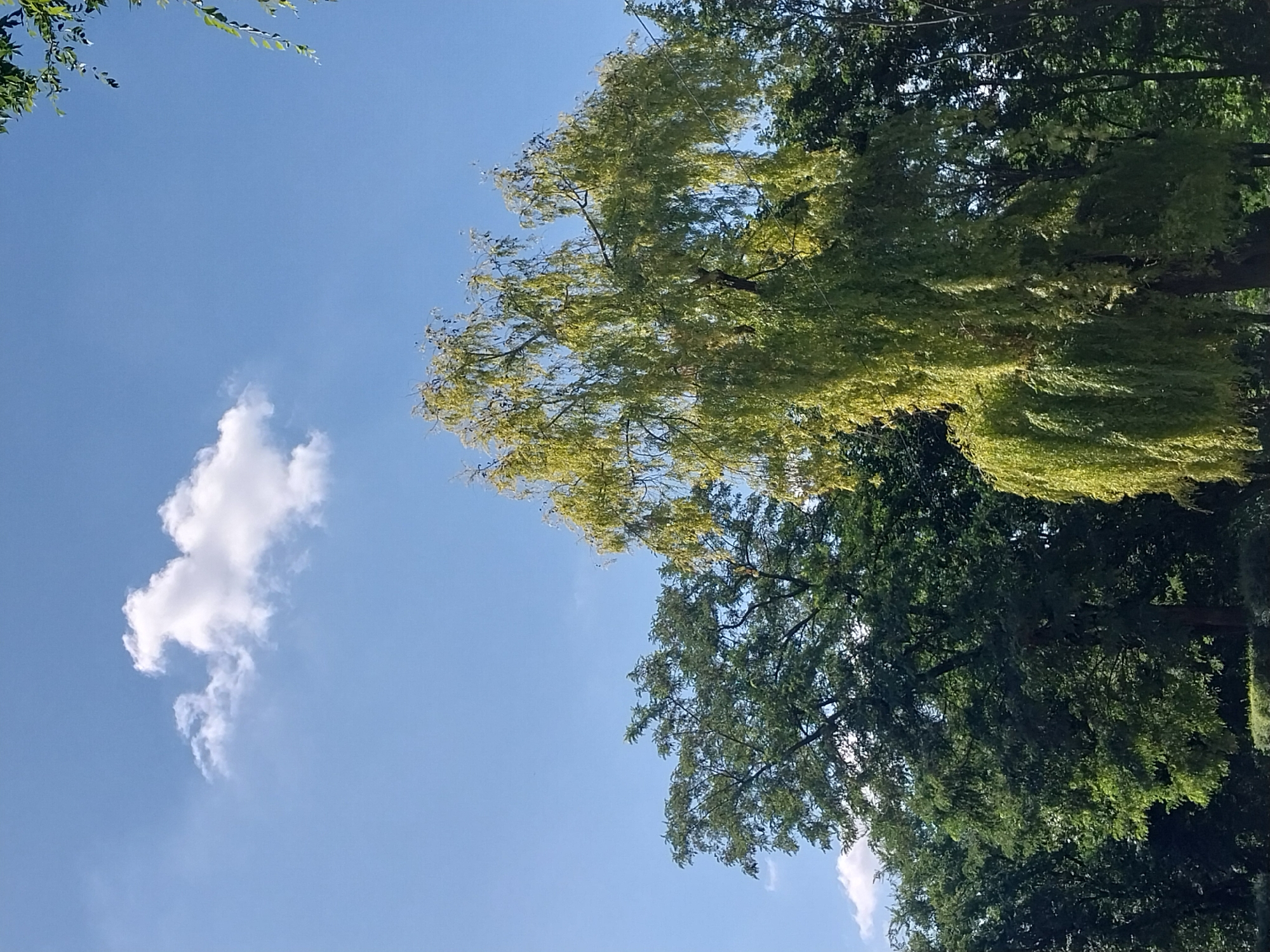 Morning nature walk through Dnipro's parks and green spaces