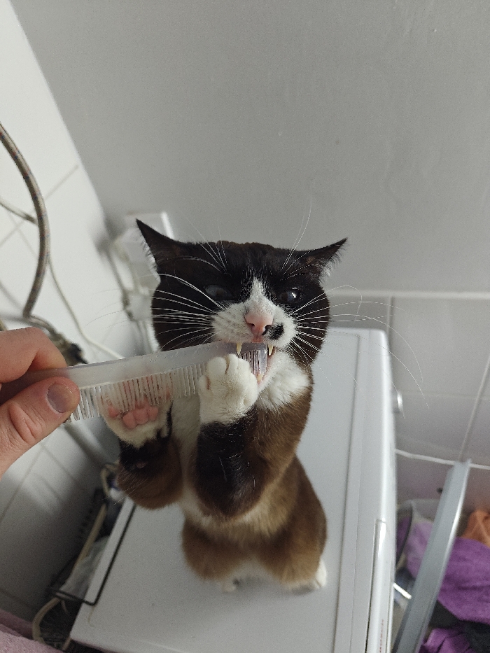 Cat plays with comb atop washing machine in Russia