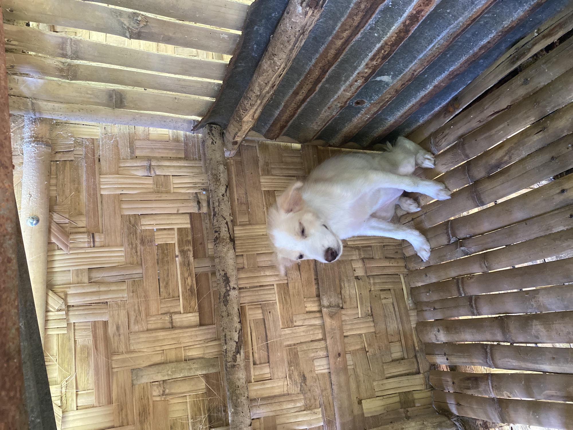 Morning life in bamboo home with puppy, cooking, electrical work