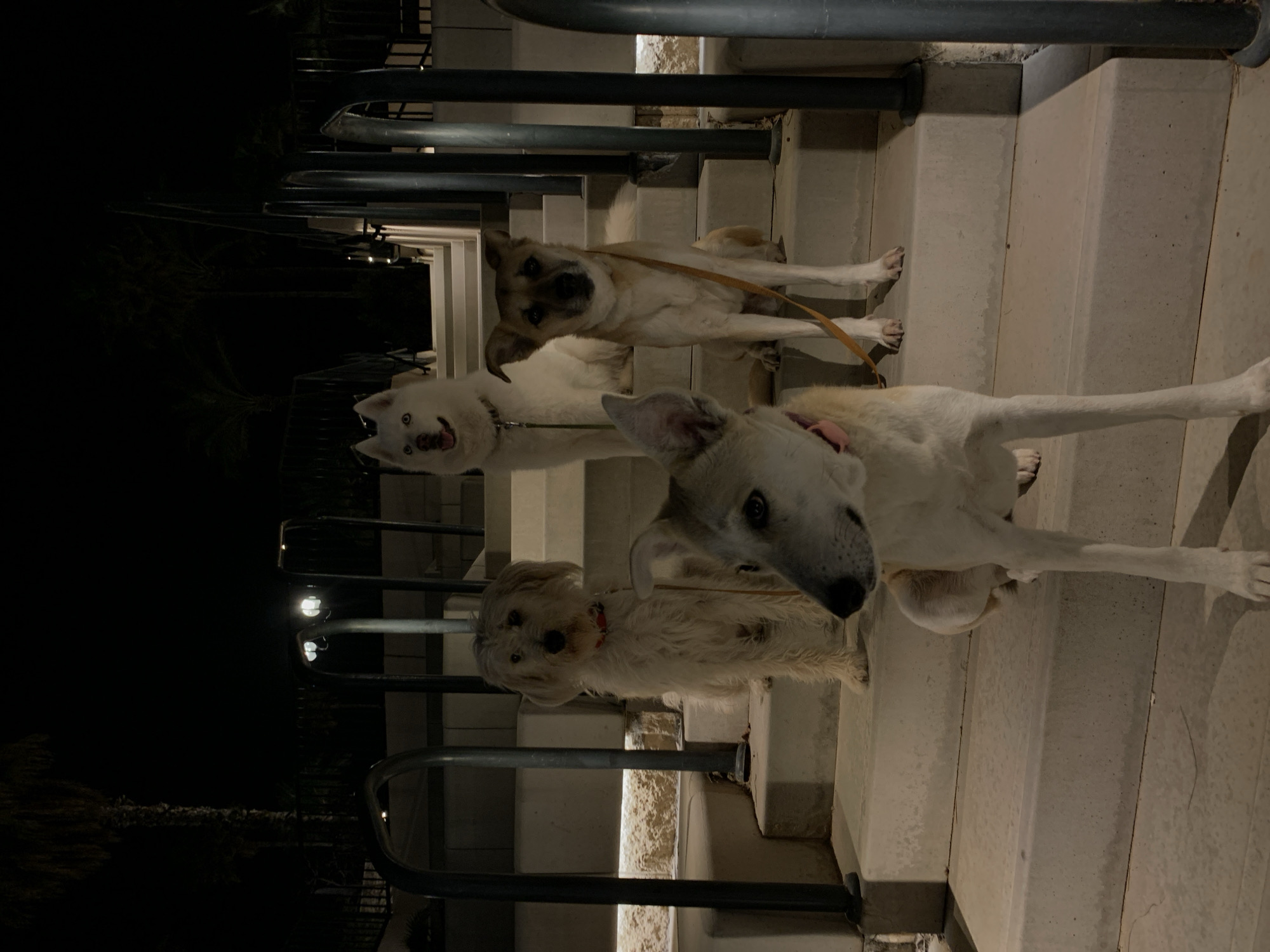 Evening stroll captures dogs, architecture, streetlights in Tel Aviv