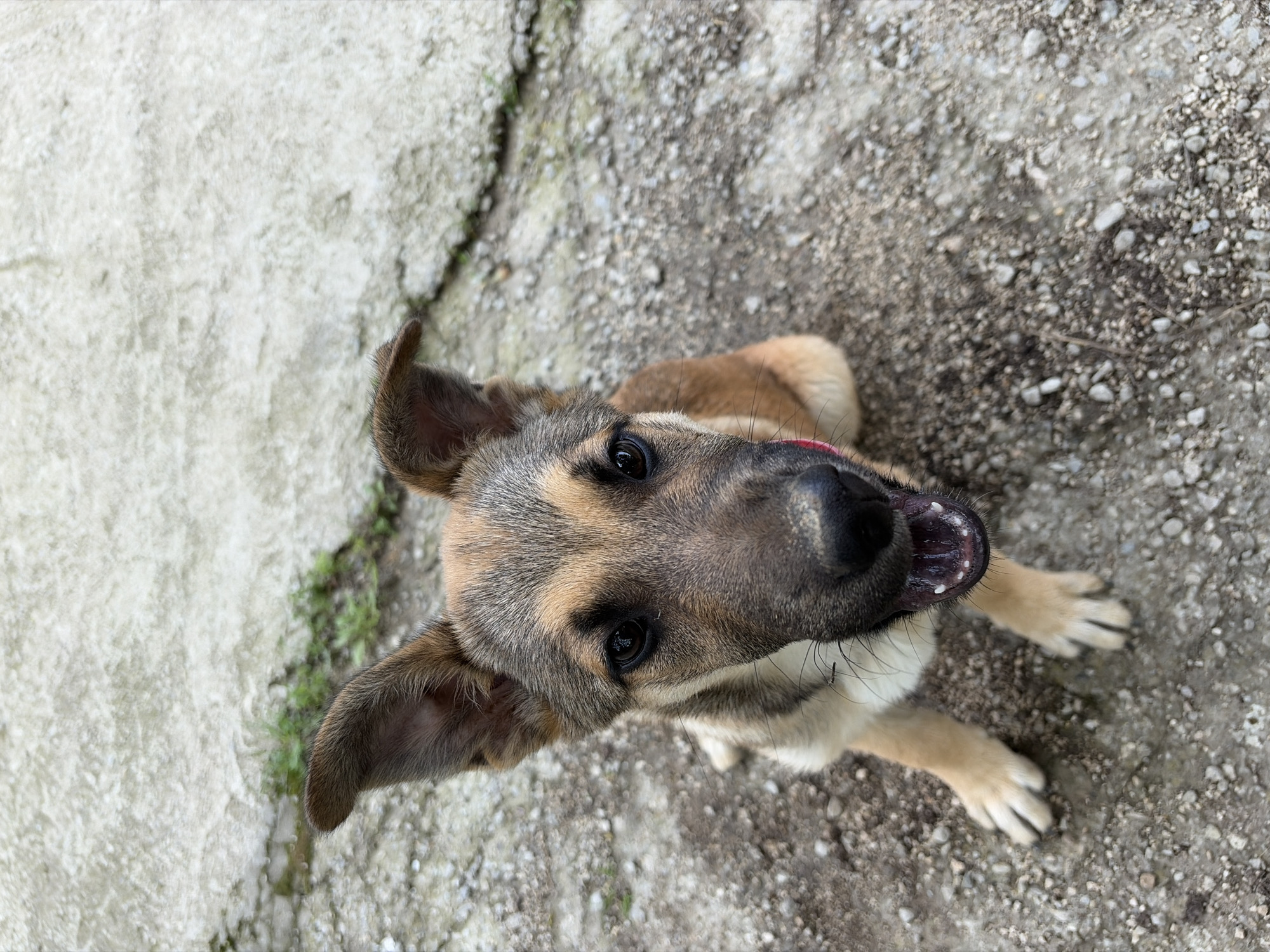 Mixed-breed dog spotted on rural paths in Gabrovo, Bulgaria