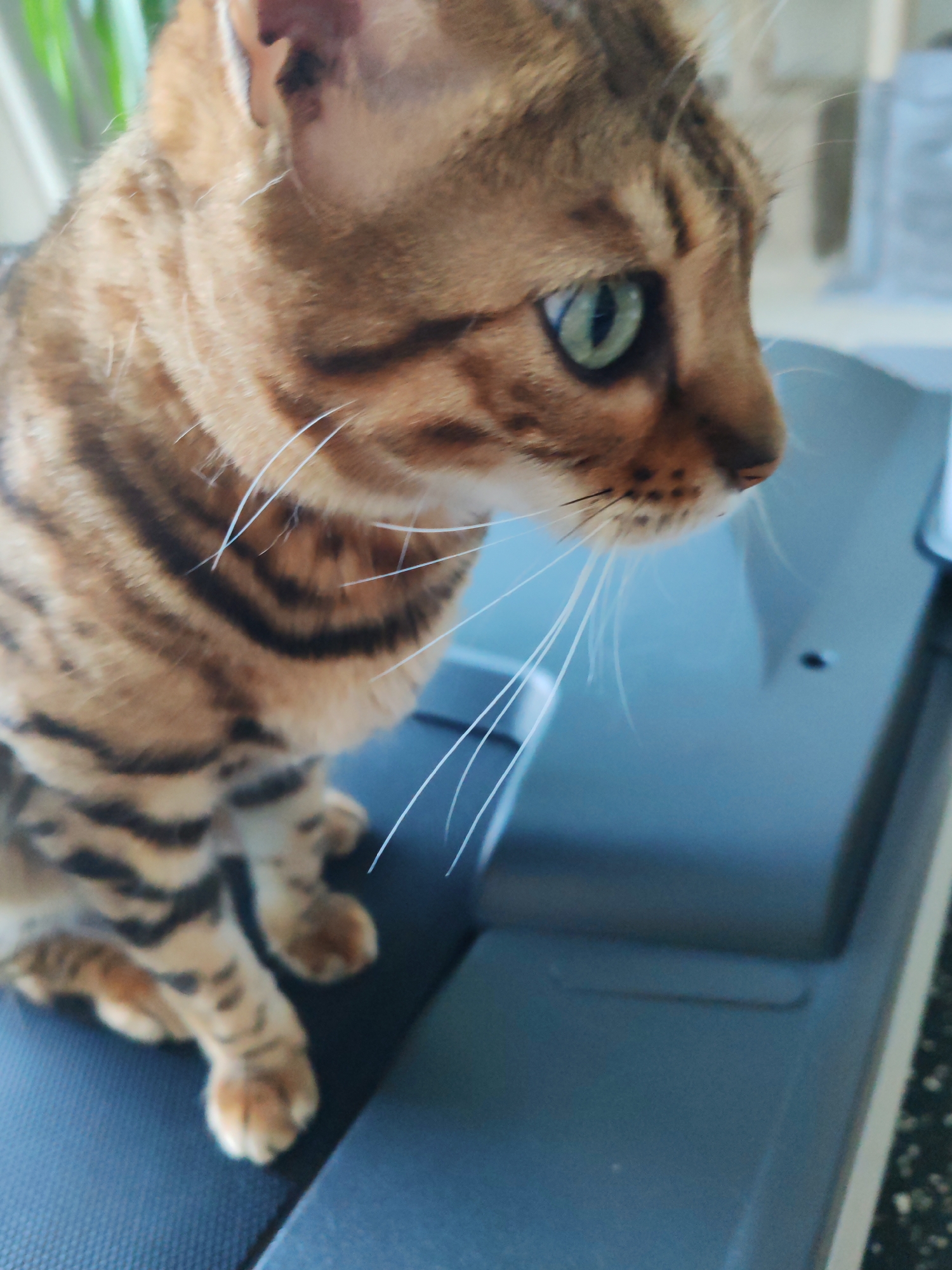 Two cats doing cat things in a Dubai apartment