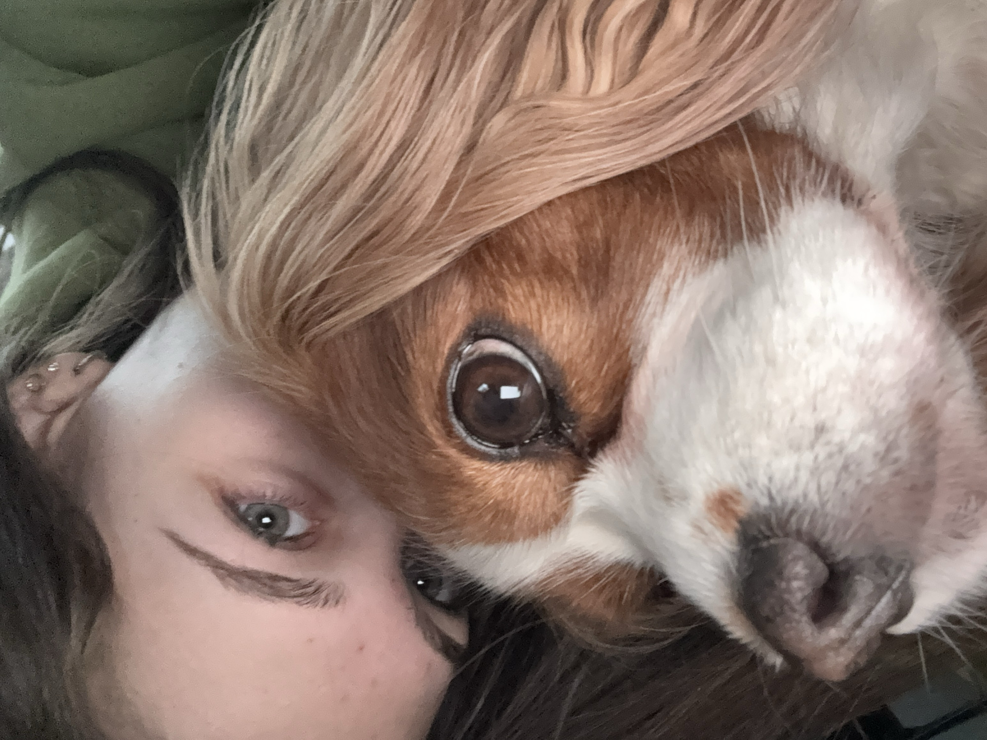 Morning playtime with Cavalier King Charles Spaniel in Sofia