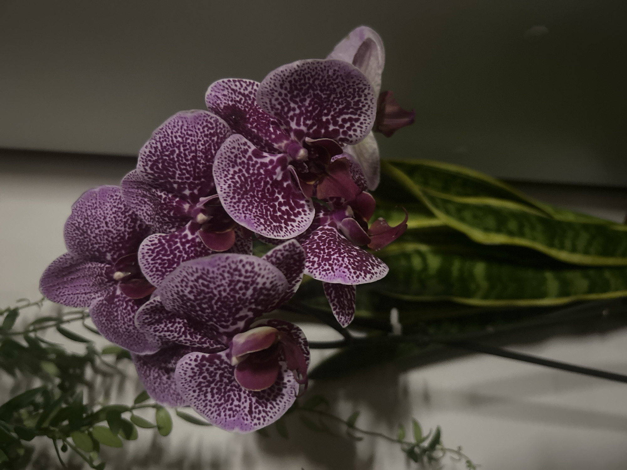 Orchids, a Barcelona magnet, and a few random snapshots