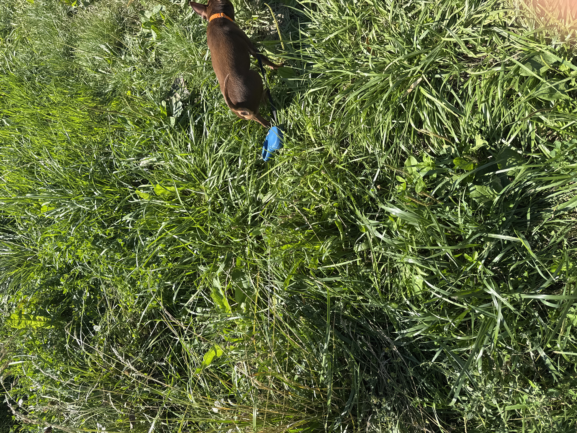 Brown dog investigates a blue object in Kraków grass