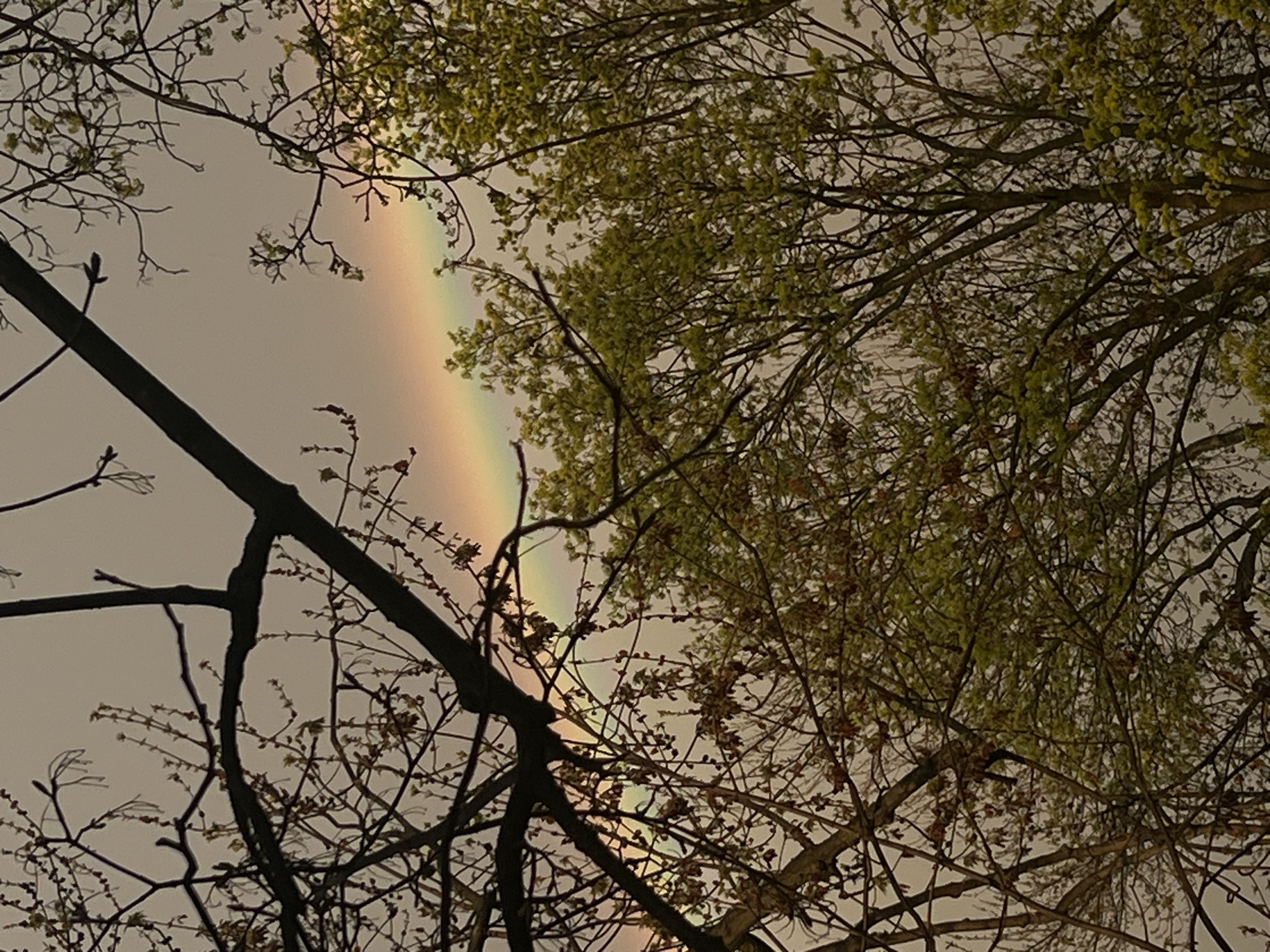 Rainbow spotted over Newburgh through spring trees