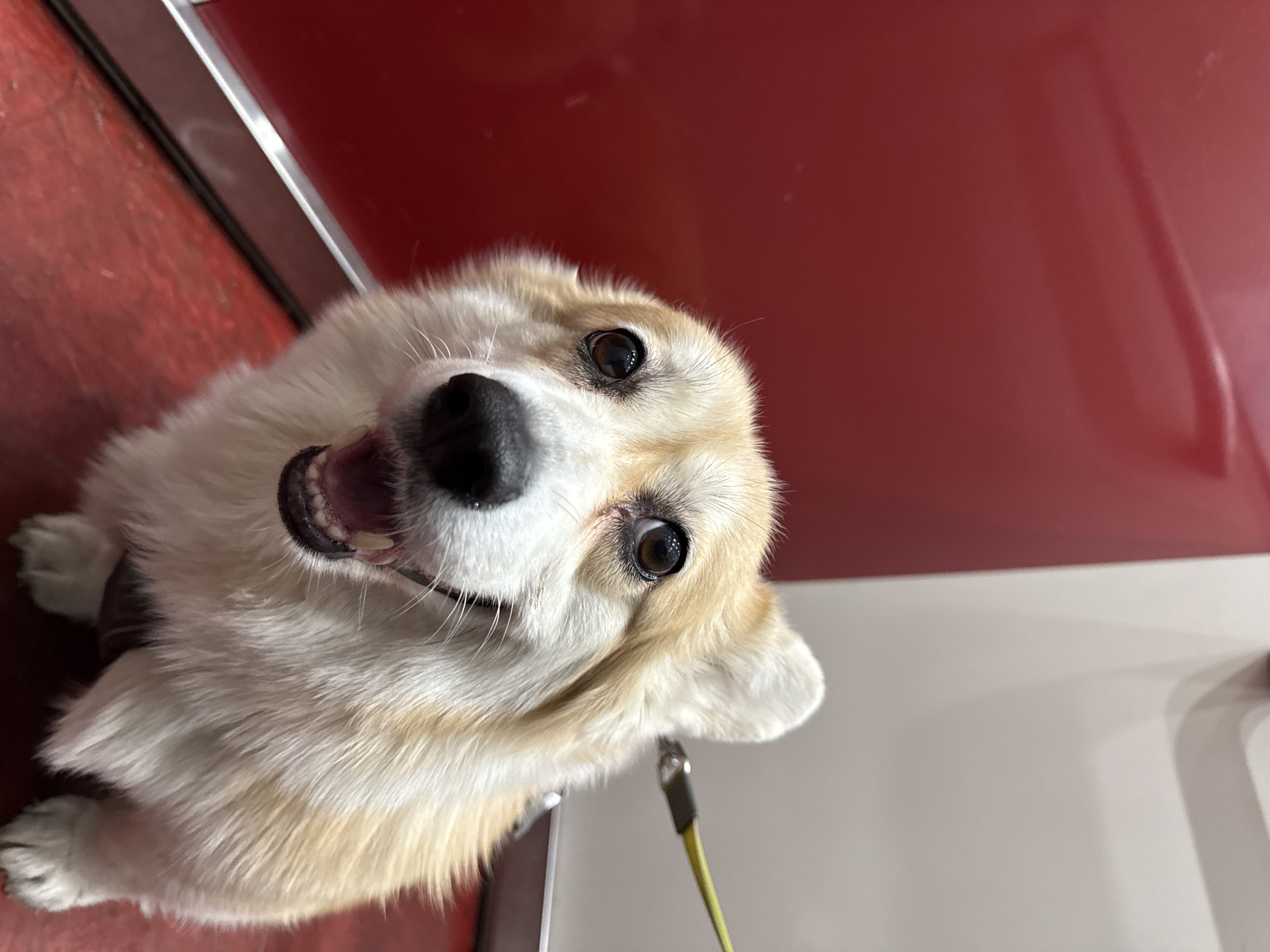 Person with Corgi spotted in Krasnoyarsk elevator