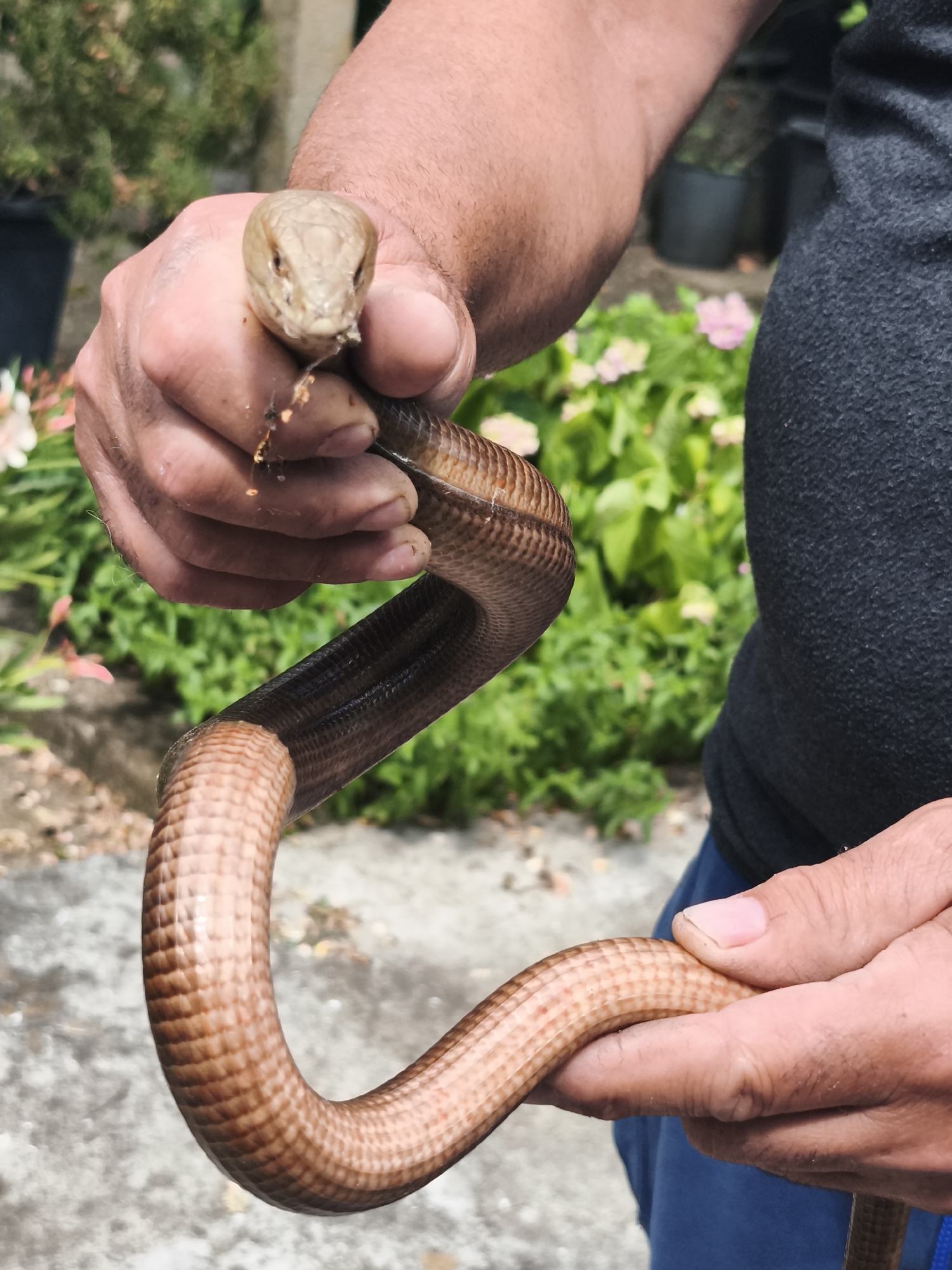 Garden wildlife and flora documentation in Marinka, Bulgaria