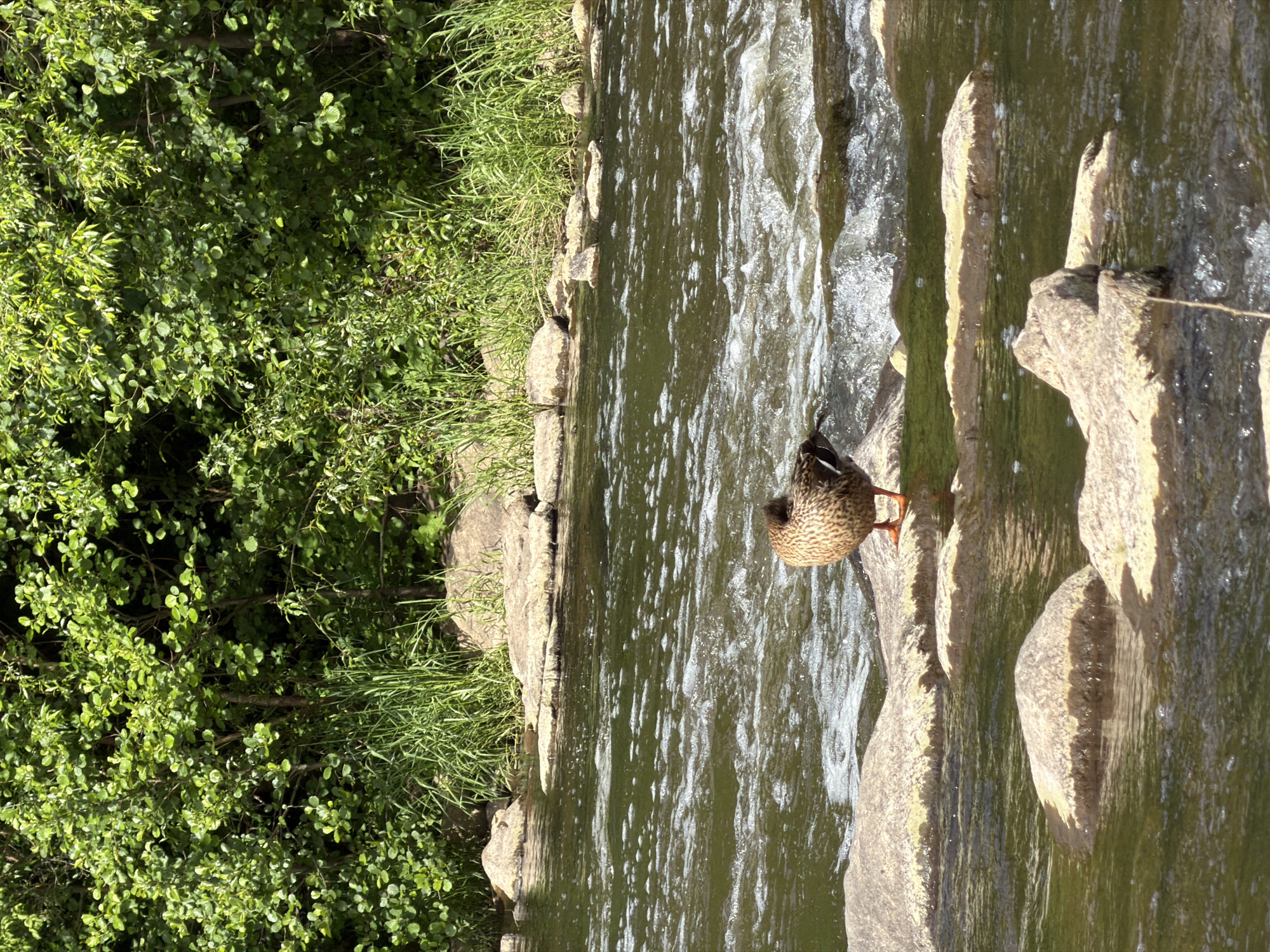 Family enjoys riverside outing with corgi and duck in Meisenheim