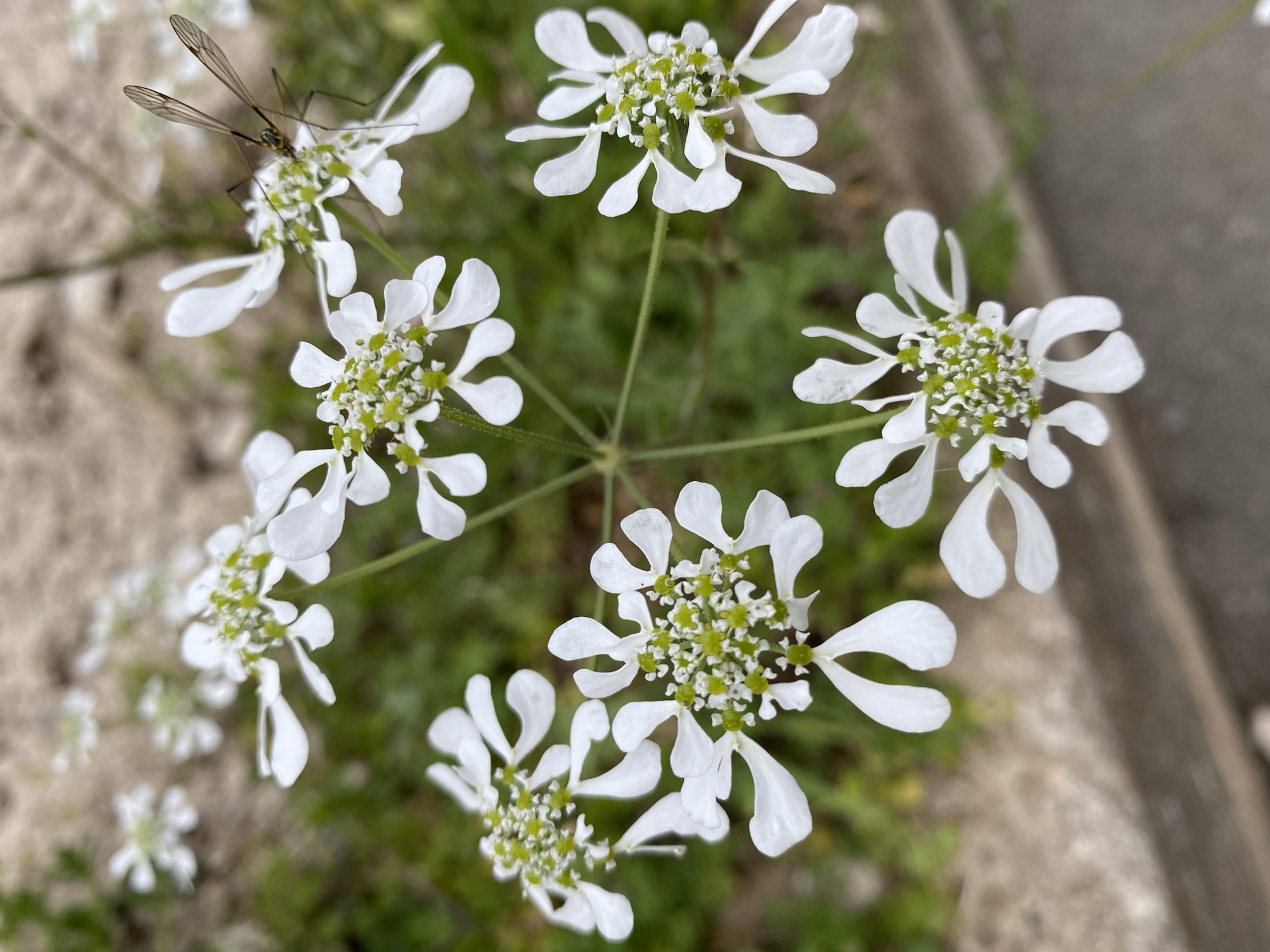 Morning botanical photography session captures Budva's spring flora