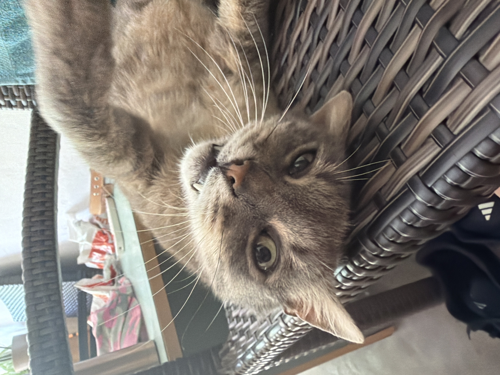 Grey tabby cat's lazy morning at a Bulgarian home