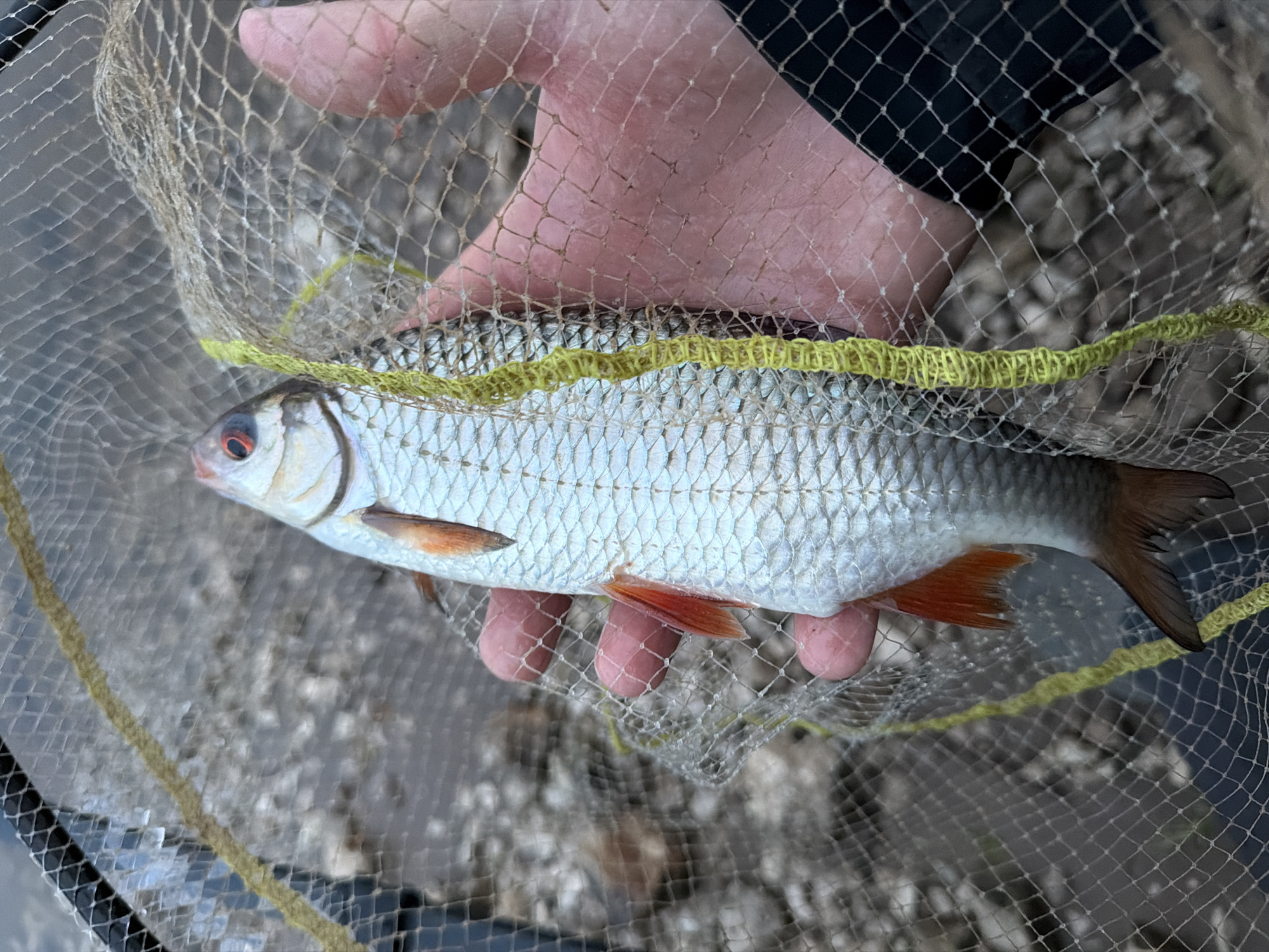 Angler catches roach in misty evening near Noviy, Russia