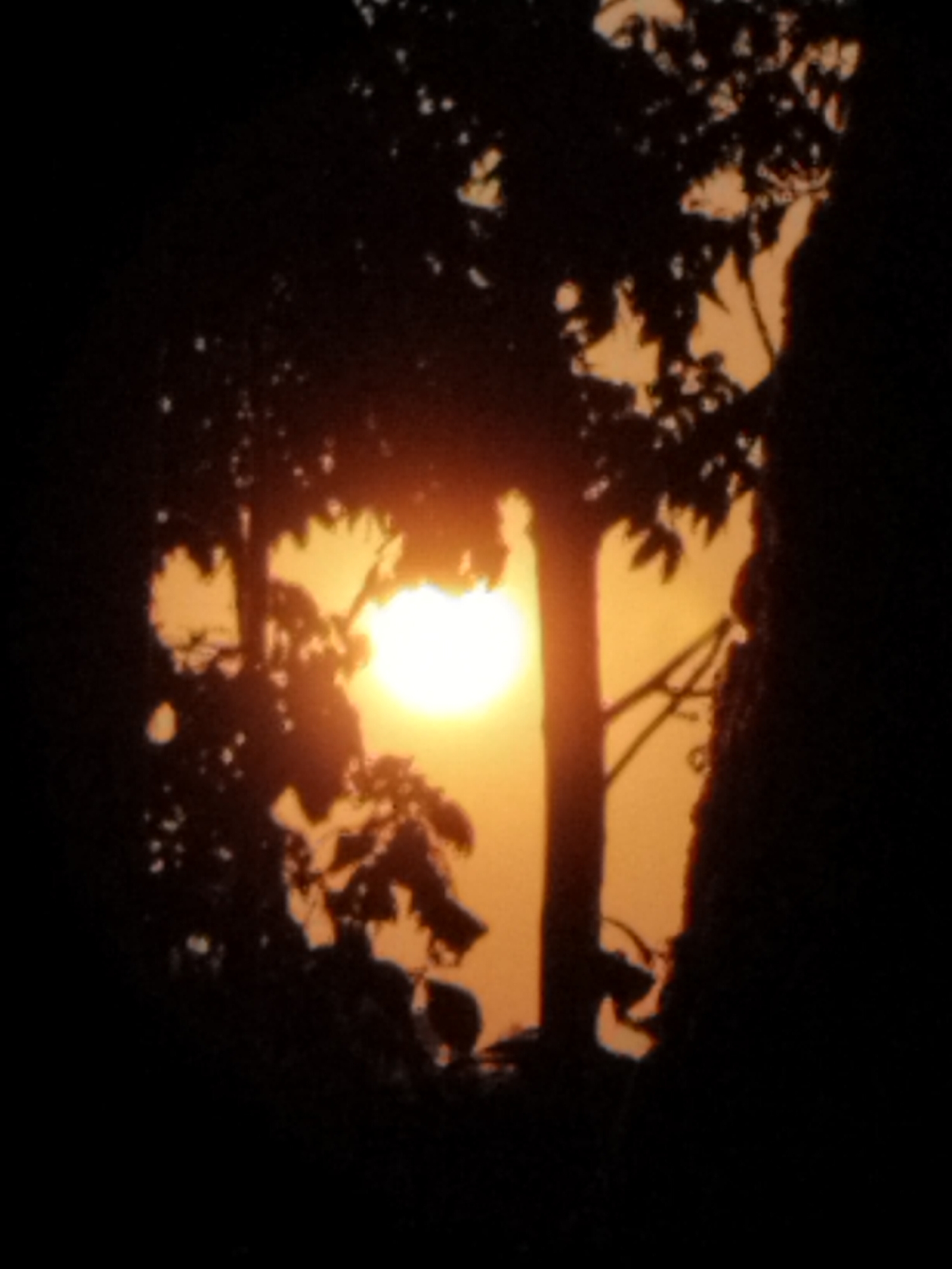 Black cat on a motorcycle seat at sunset