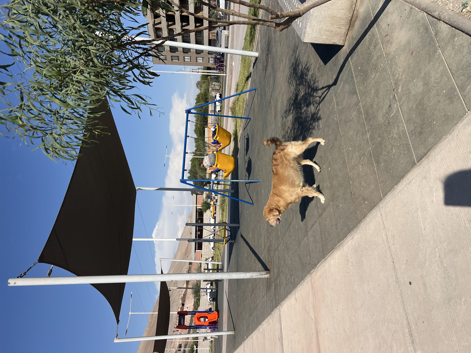 Golden retriever plays at Arica playground